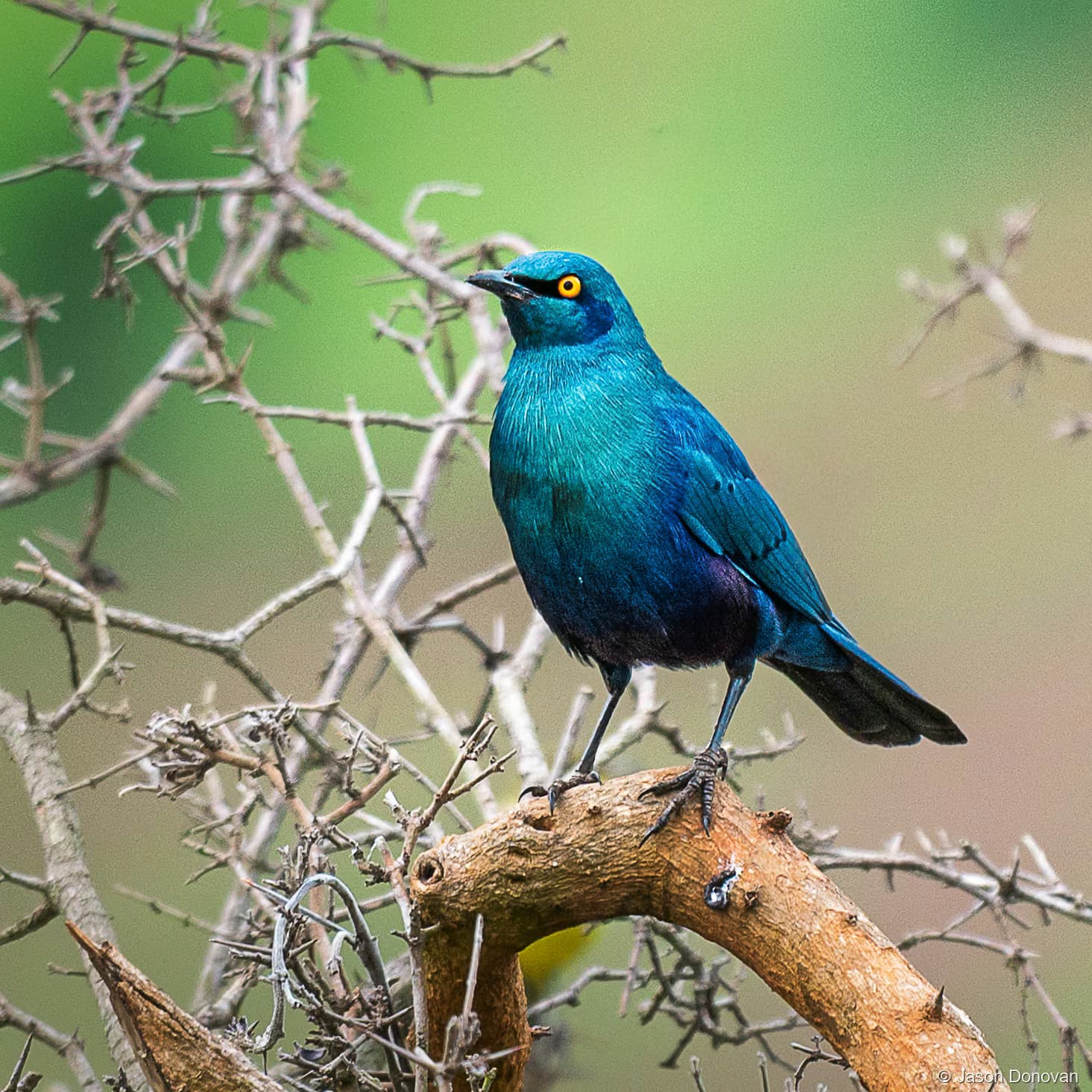 Blue-eared Starling Rwanda photography by Jason Donovan