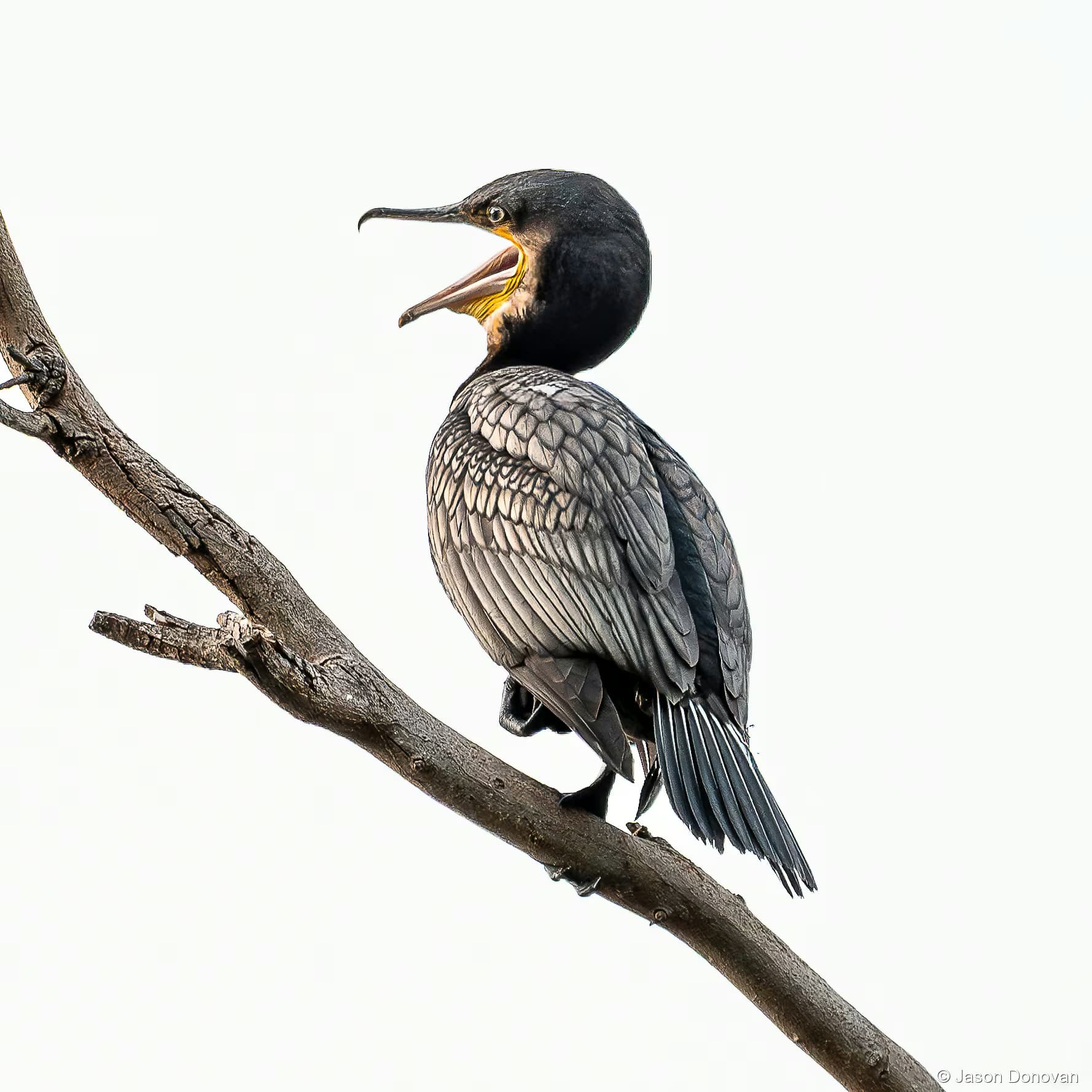 Cormorant Rwanda photography by Jason Donovan