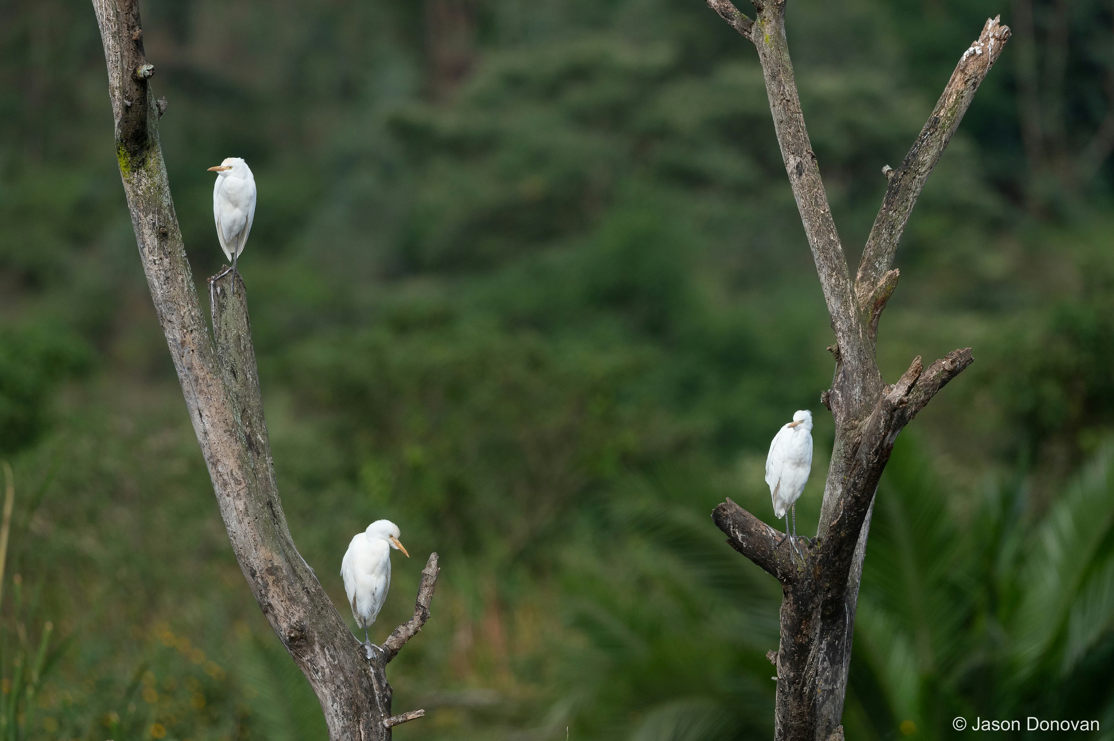 Egrets Rwanda photography by Jason Donovan