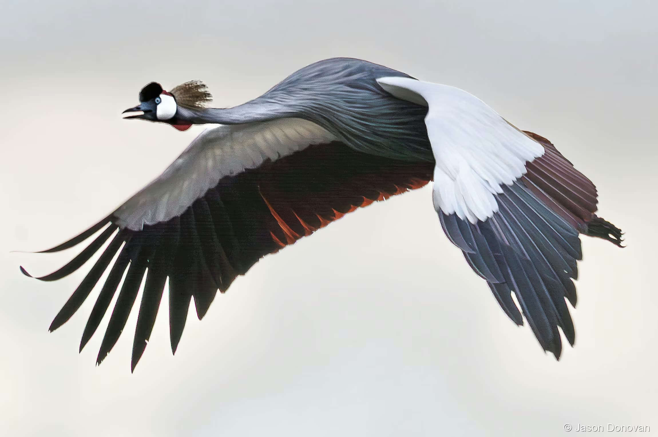 Grey-crowned Crane Rwanda photography by Jason Donovan