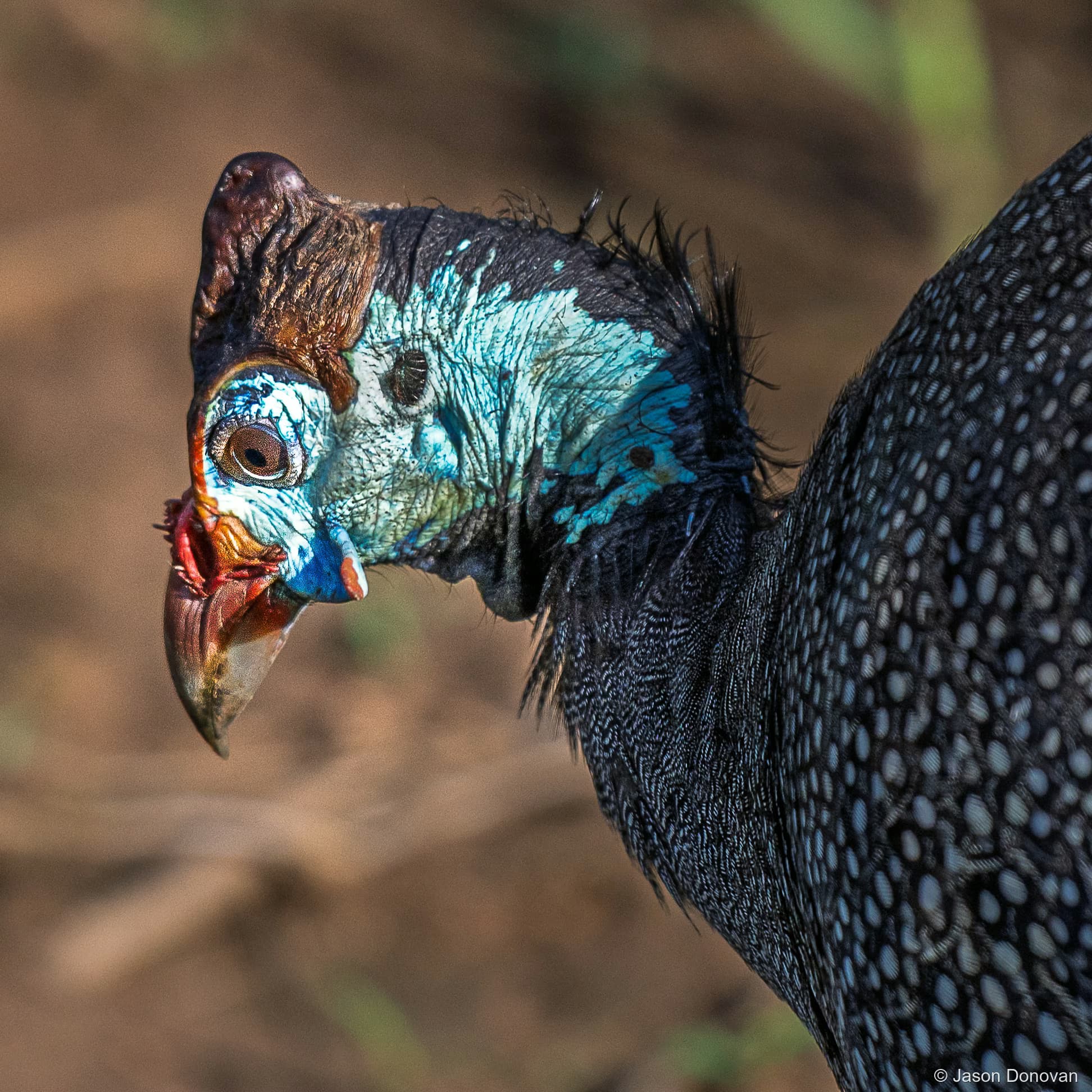 Helmeted Guineafowl Rwanda photography by Jason Donovan