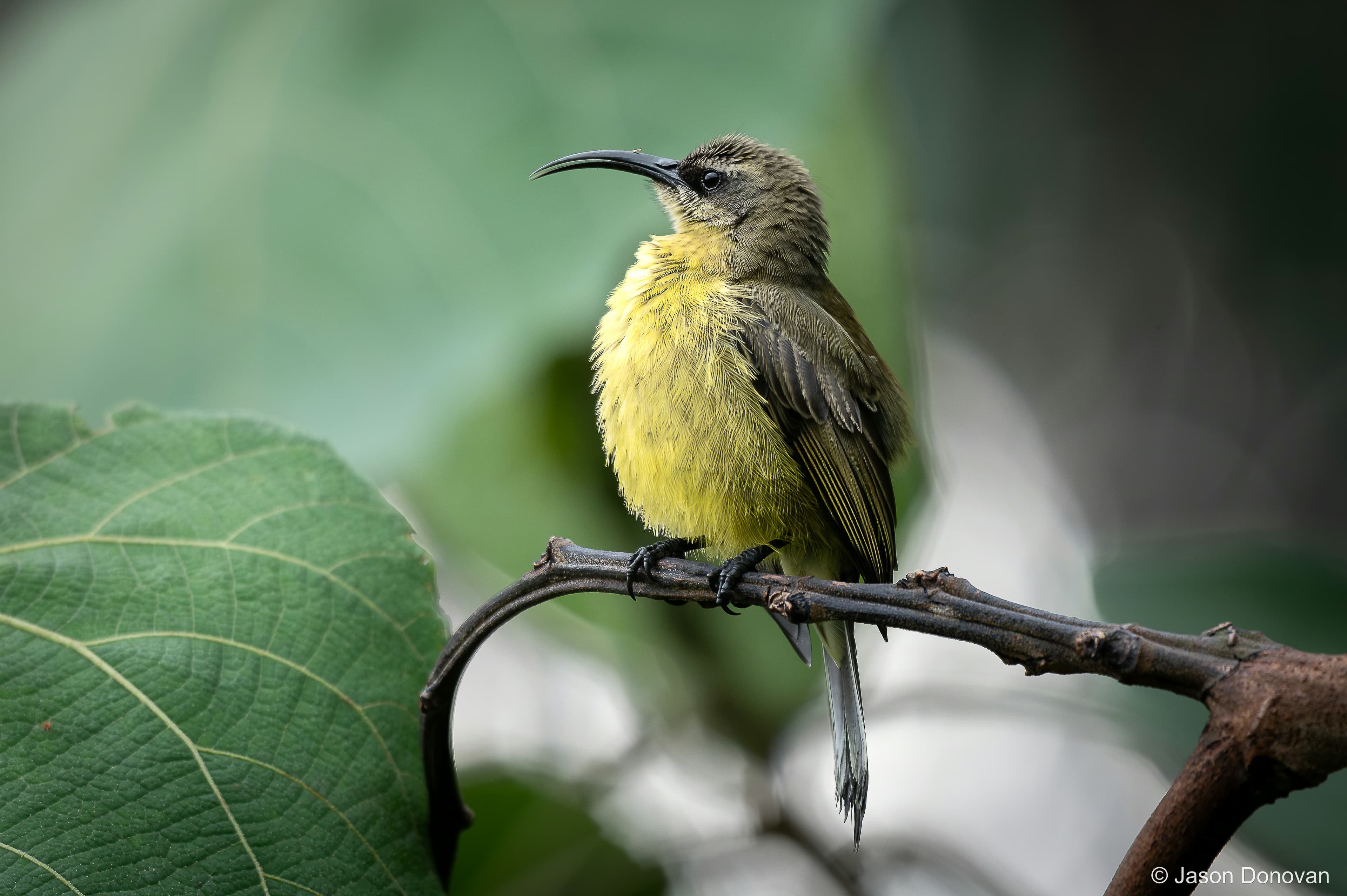 Olive-bellied Sunbird Rwanda photography by Jason Donovan