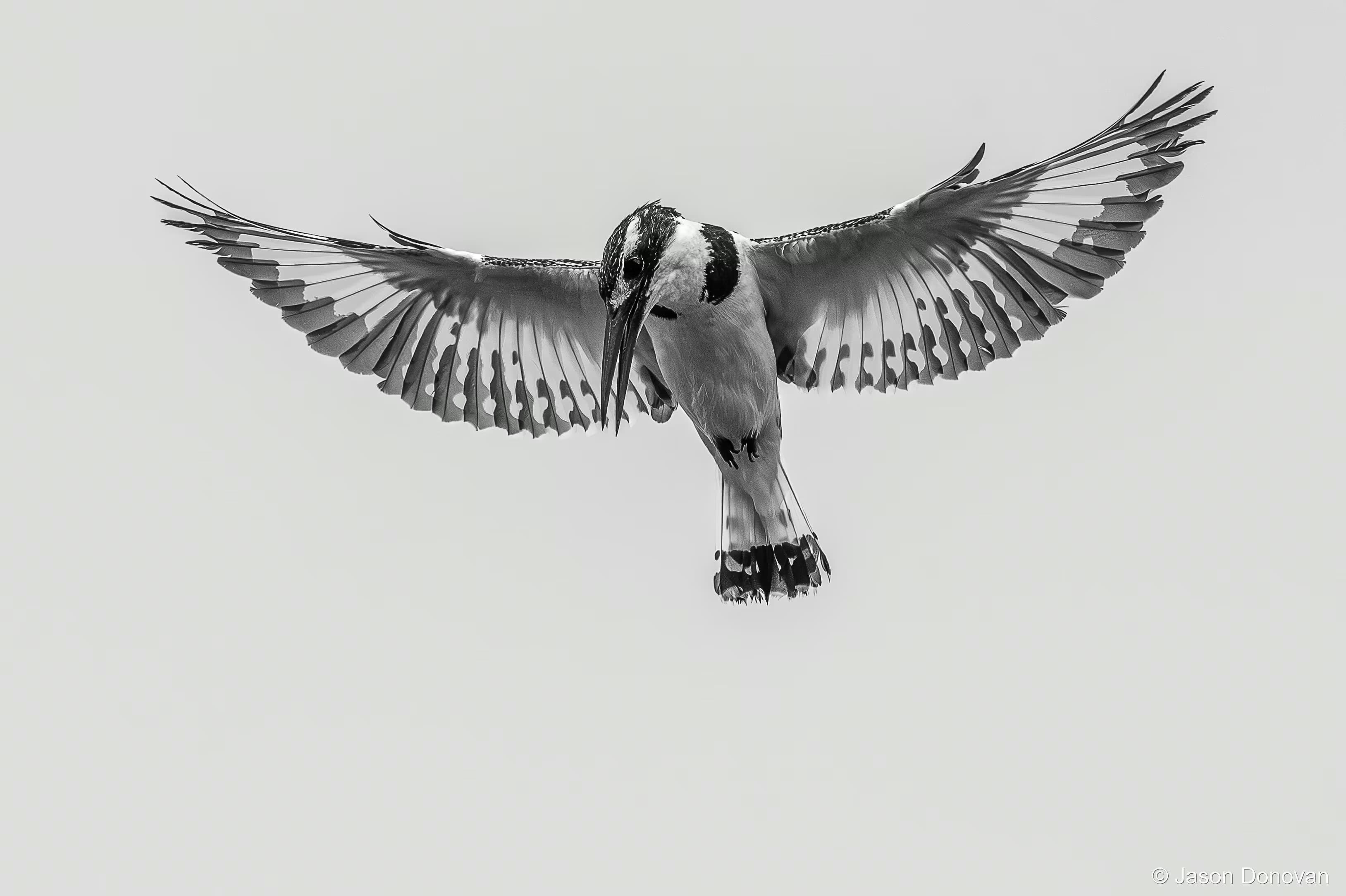 Pied Kingfisher Rwanda photography by Jason Donovan