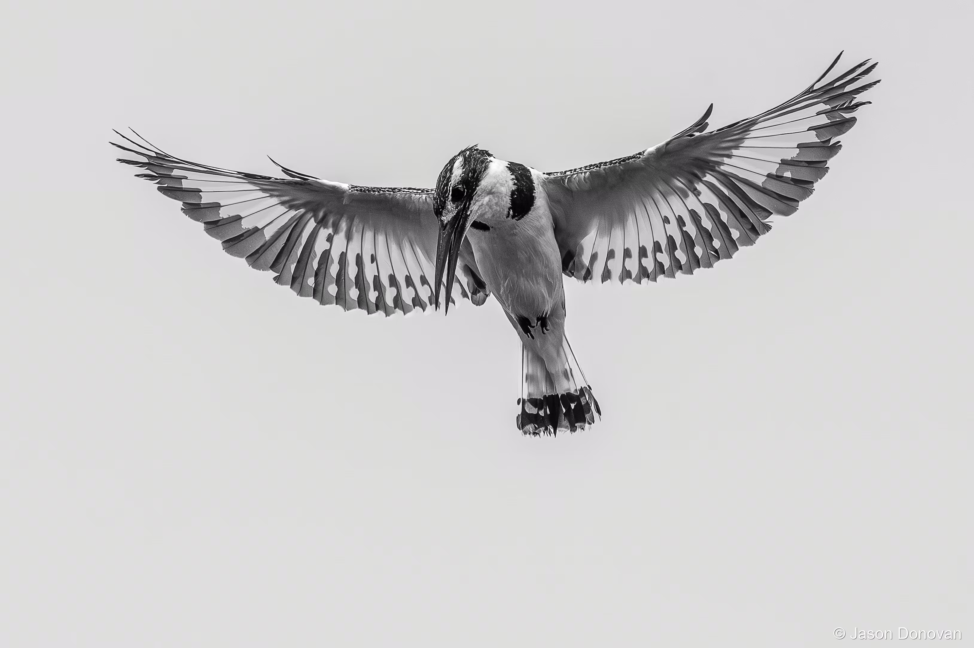 Pied Kingfisher Rwanda photography by Jason Donovan