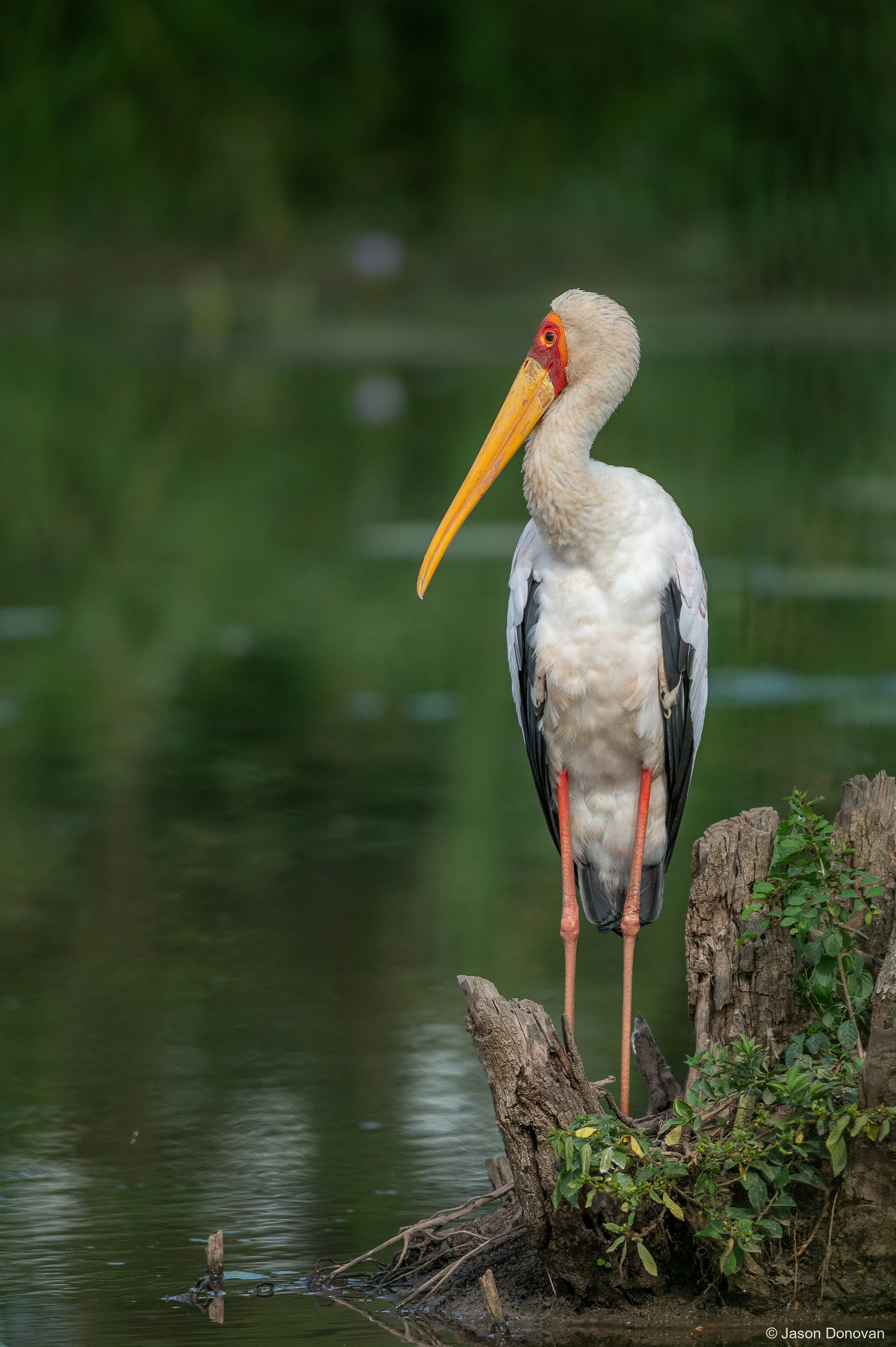 Yellow-billed Stork Rwanda photography by Jason Donovan