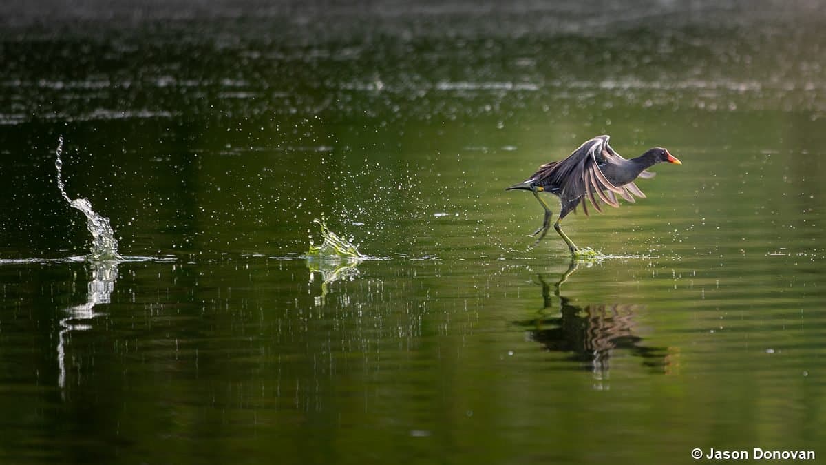 Black Crake running across water surface Rwanda