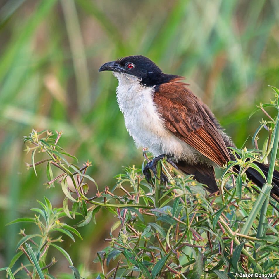 Burchells Coucal in reeds Akagera National Park Rwanda