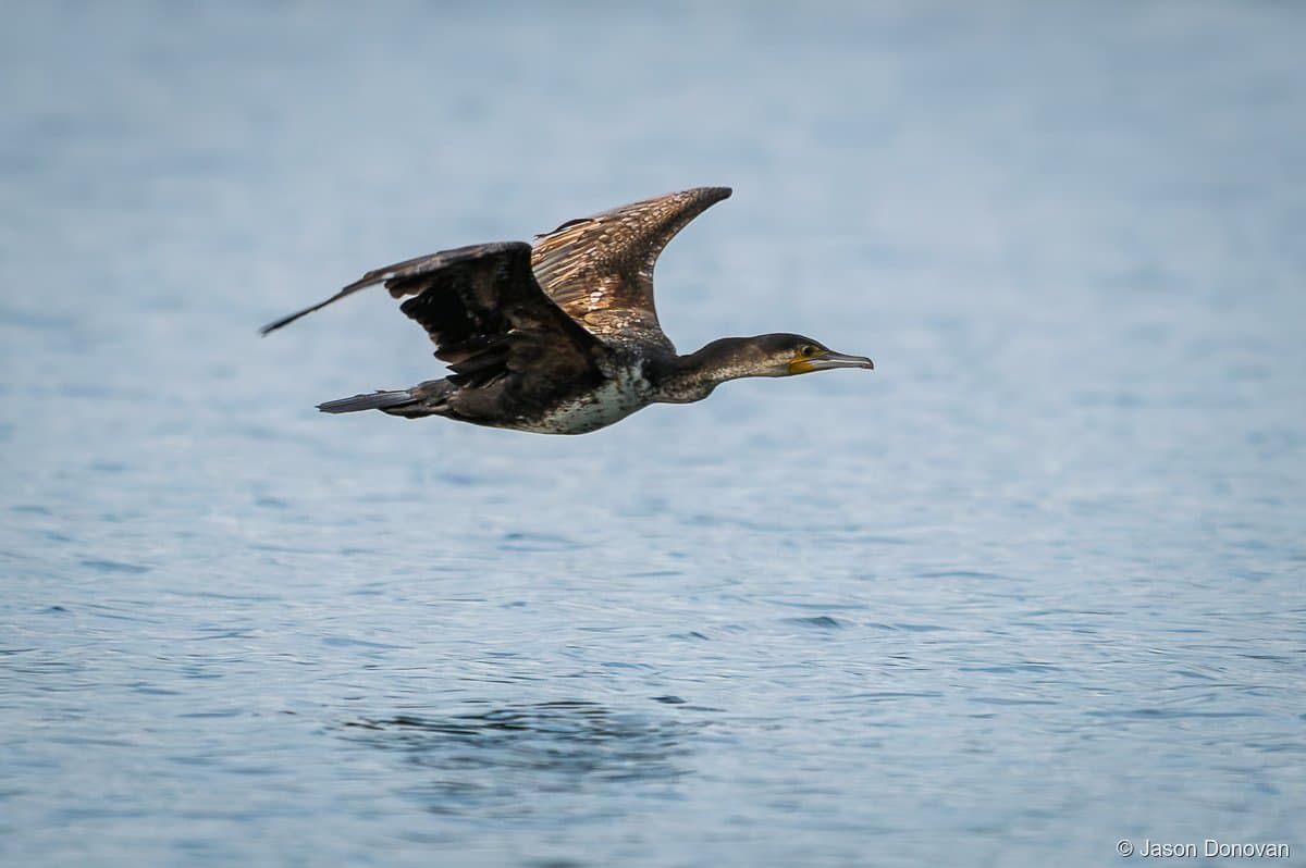 Cormorant in flight over lake Rwanda