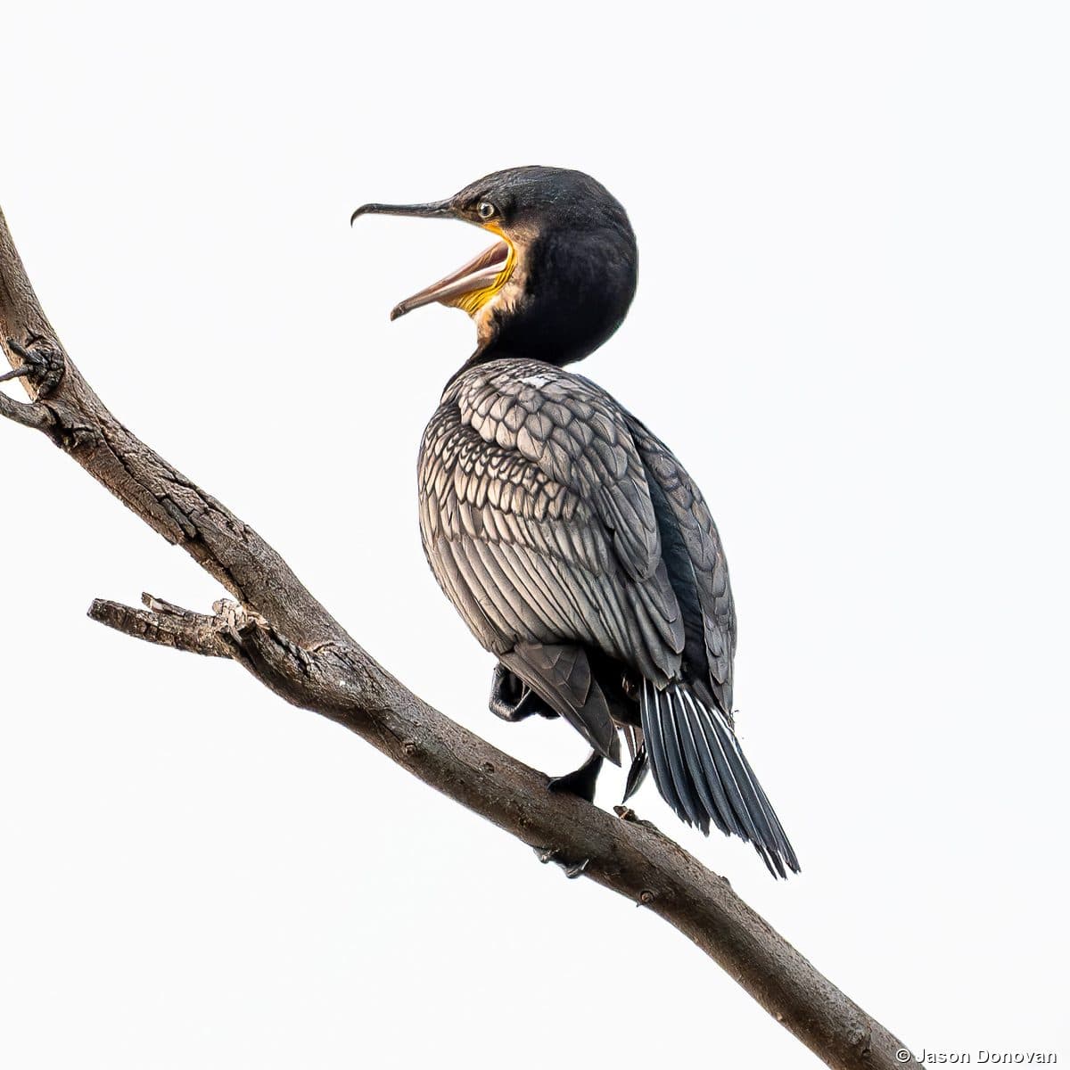 White-breasted Cormorant calling from a branch in Rwanda