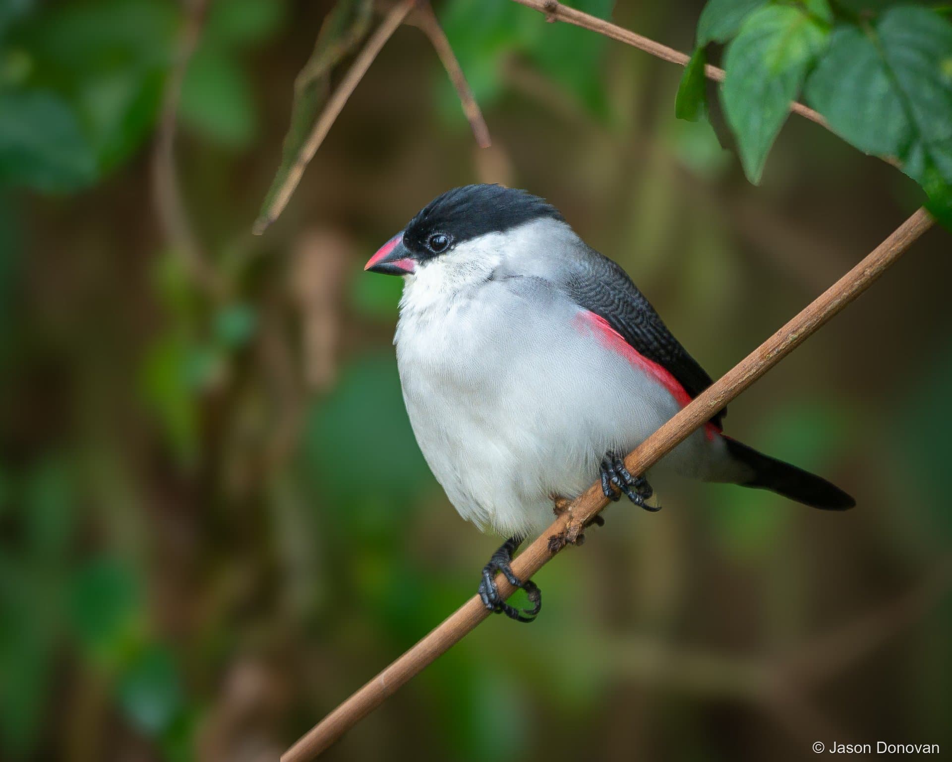 Red-faced Crimsonwing in Nyungwe Forest Rwanda