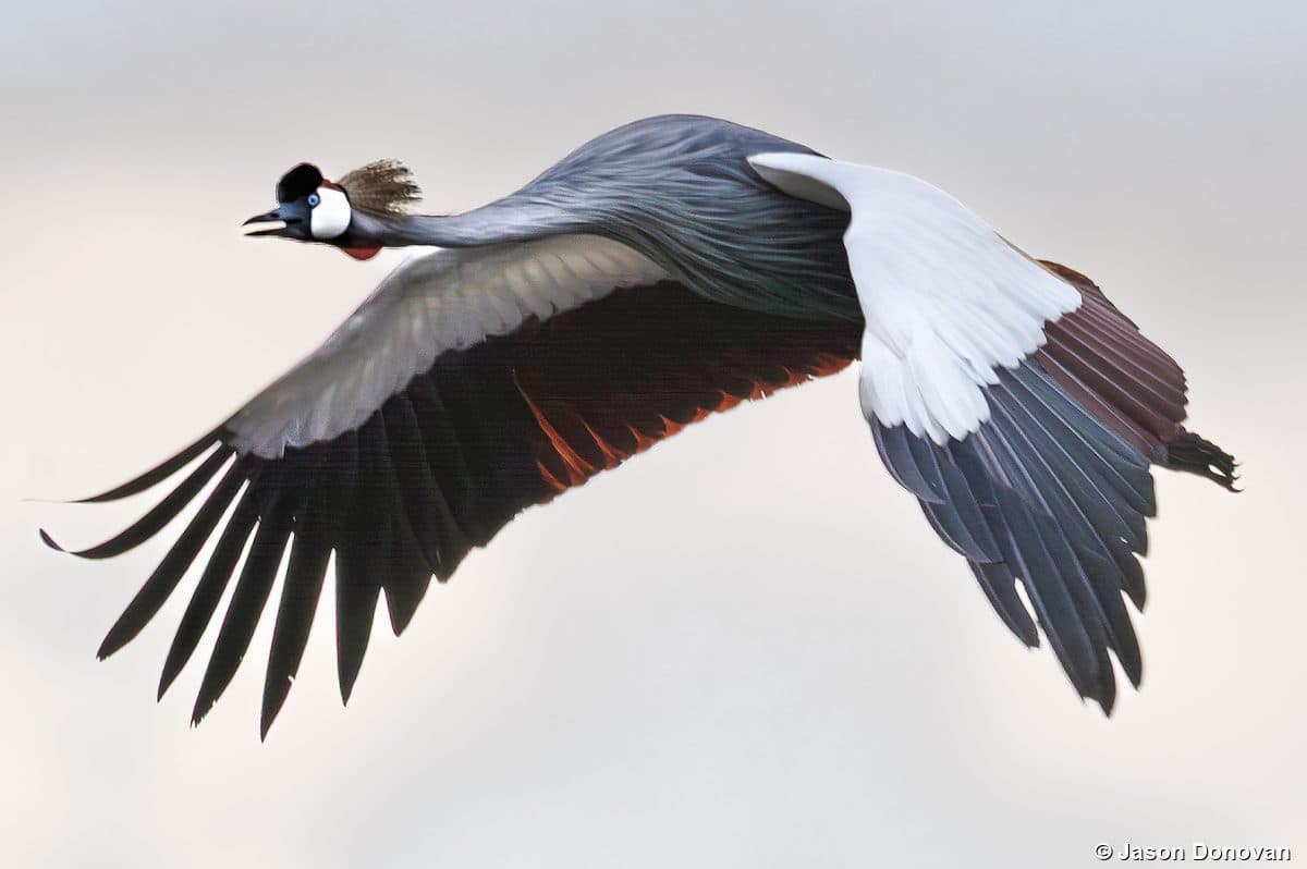 Grey Crowned Crane in flight Rwanda national bird