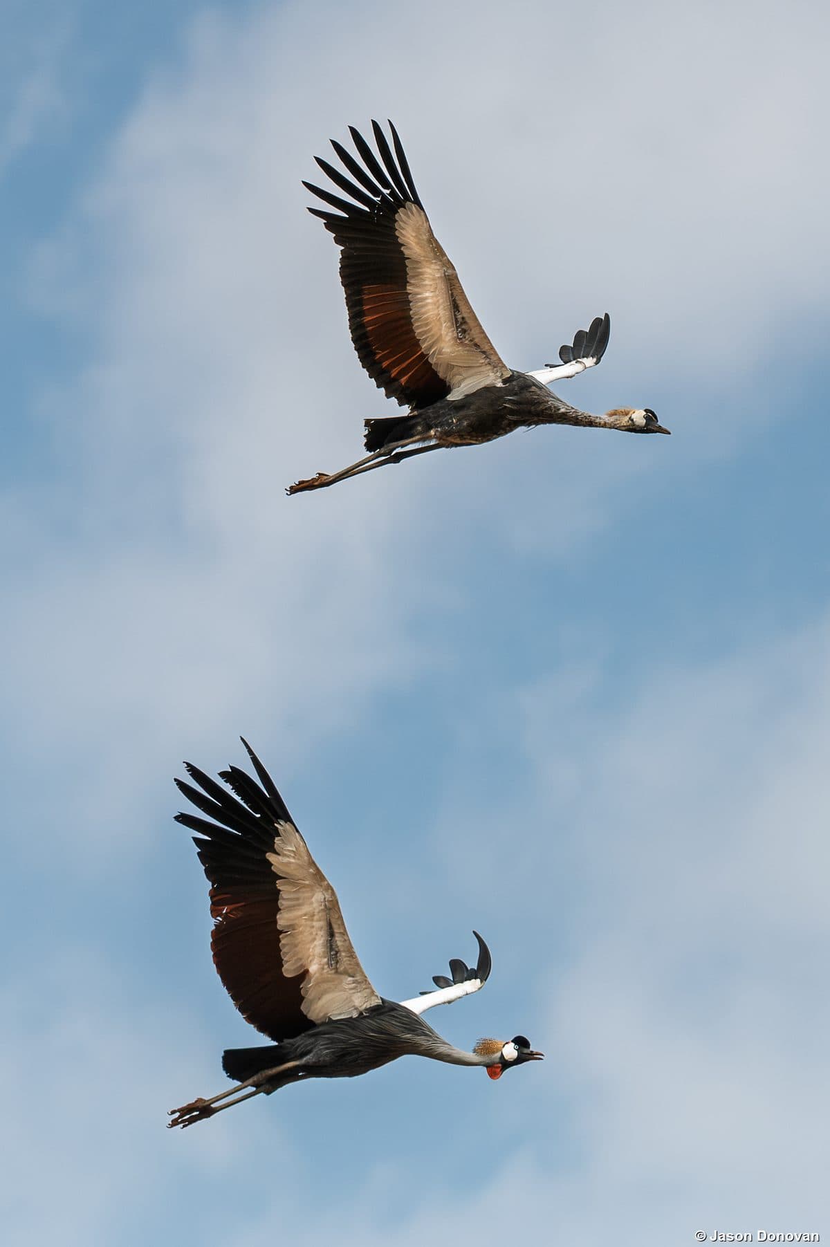 Grey Crowned Crane pair soaring in blue sky Rwanda