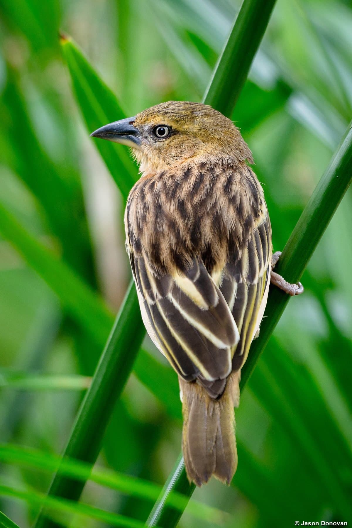 Female Weaver Bird on green reeds Rwanda