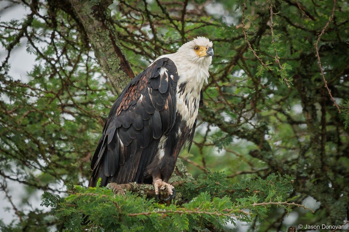 African Fish Eagle perched in tree Akagera National Park Rwanda
