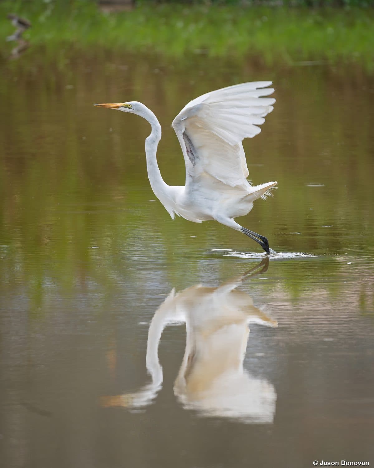 Great White Egret taking off with reflection in a pond Rwanda