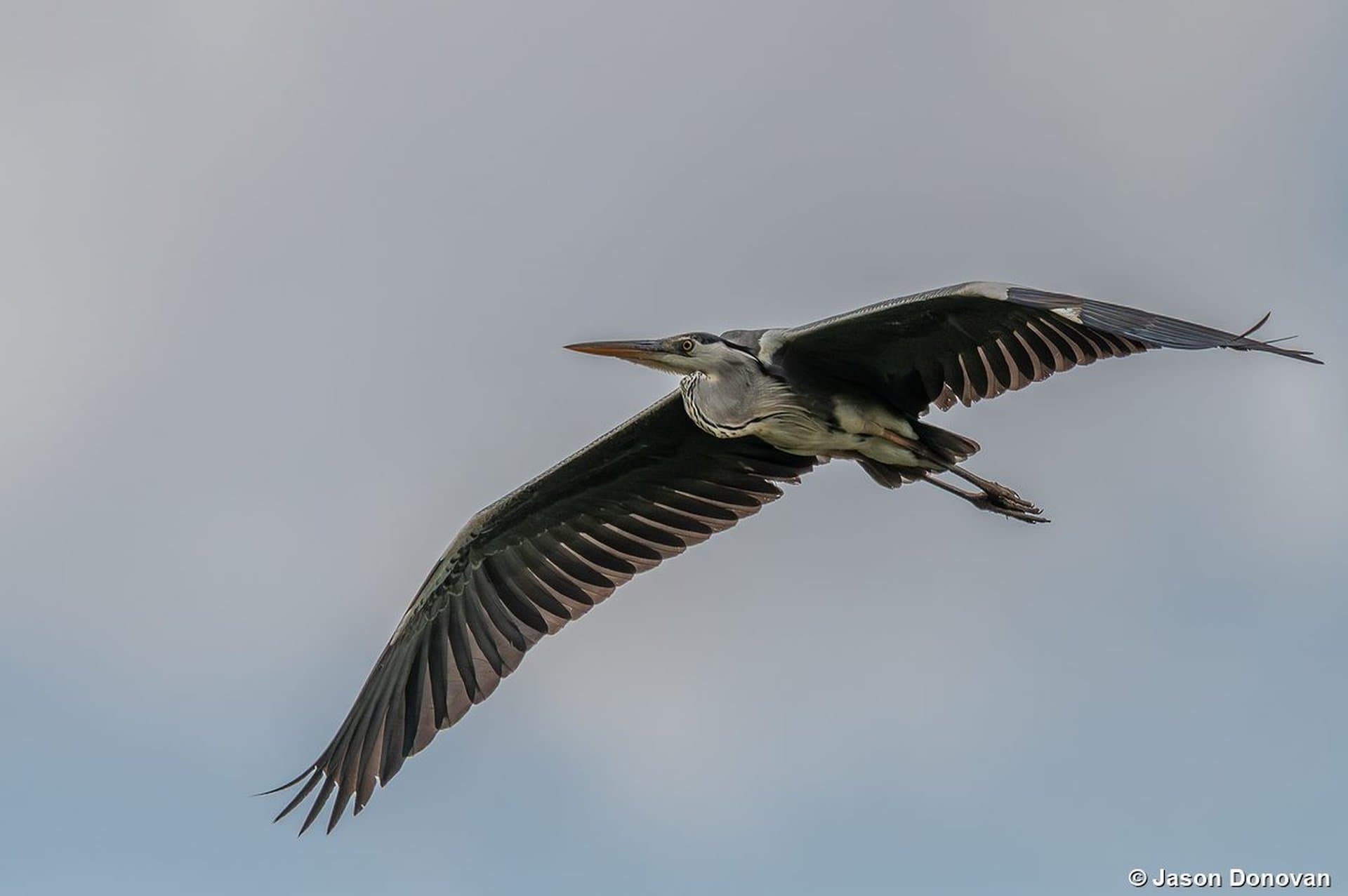 Grey Heron soaring in flight over Rwanda