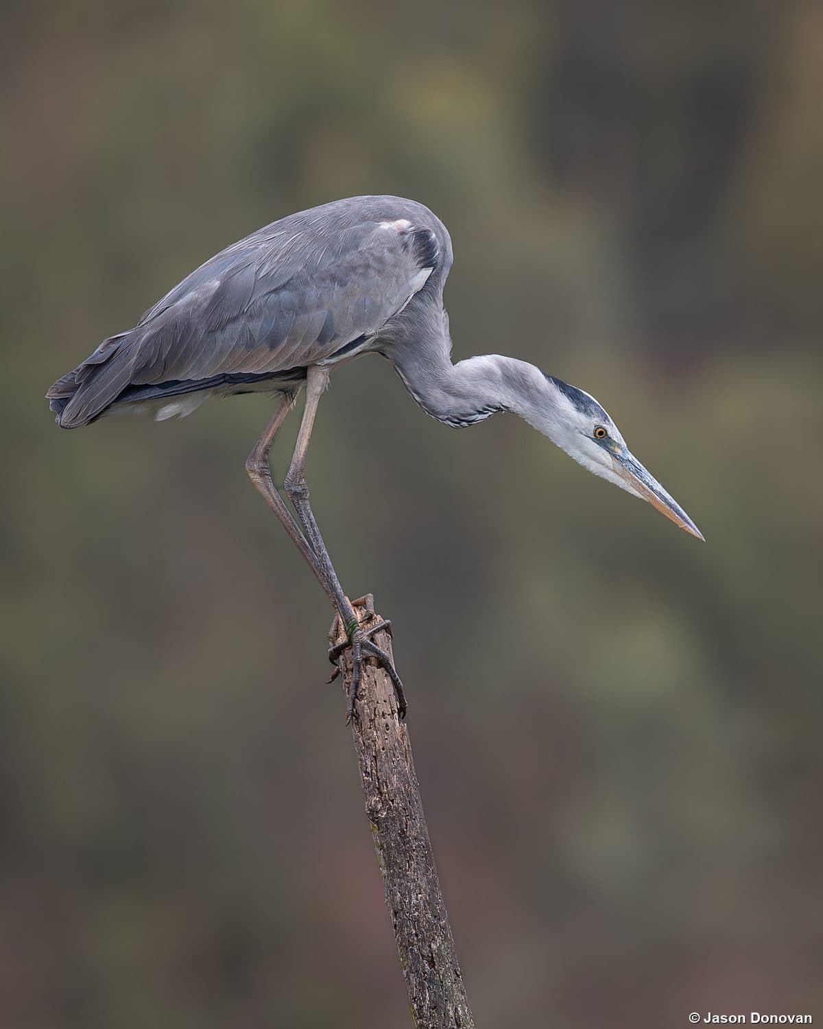 Grey Heron perched on dead tree Akagera National Park Rwanda