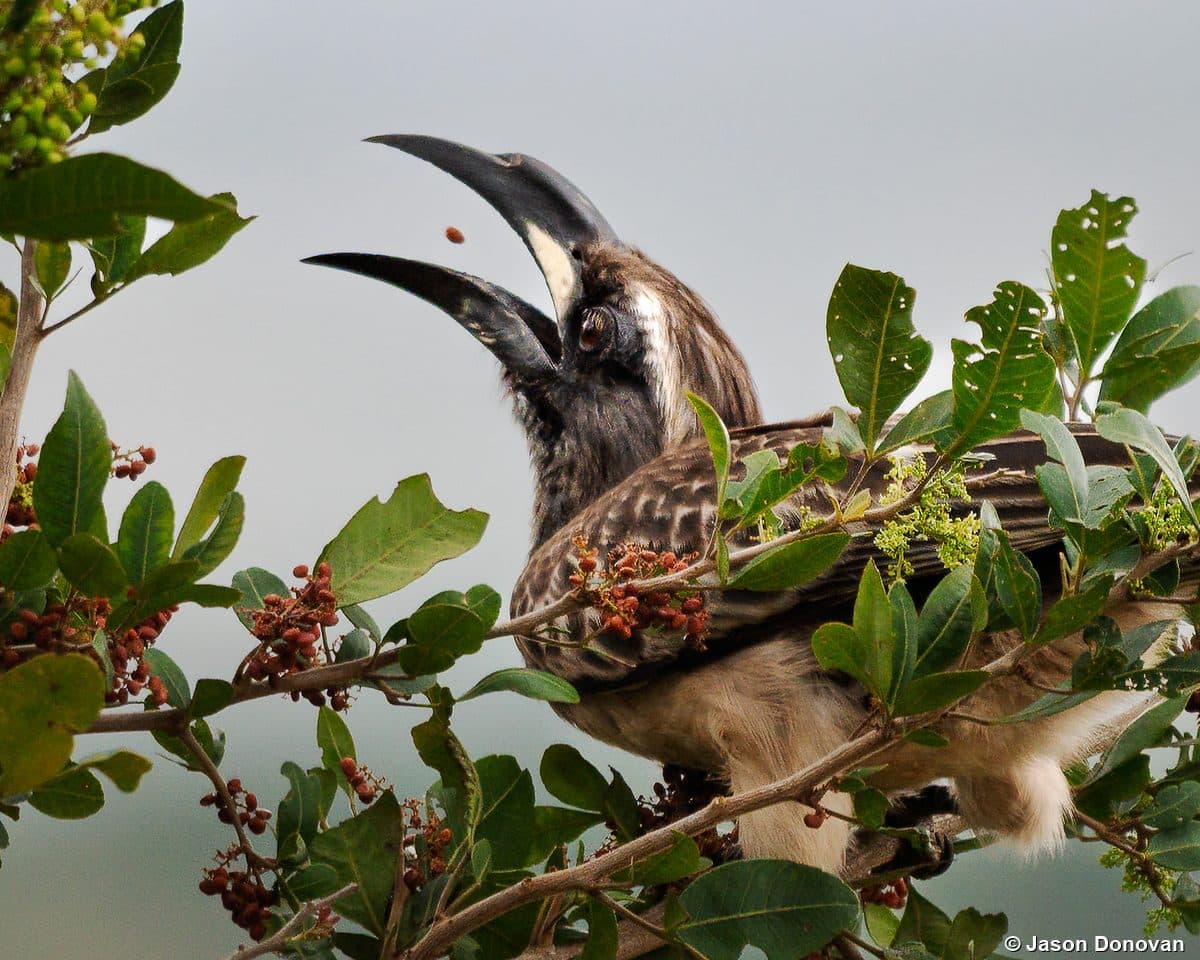 African Grey Hornbill tossing a berry Akagera National Park Rwanda