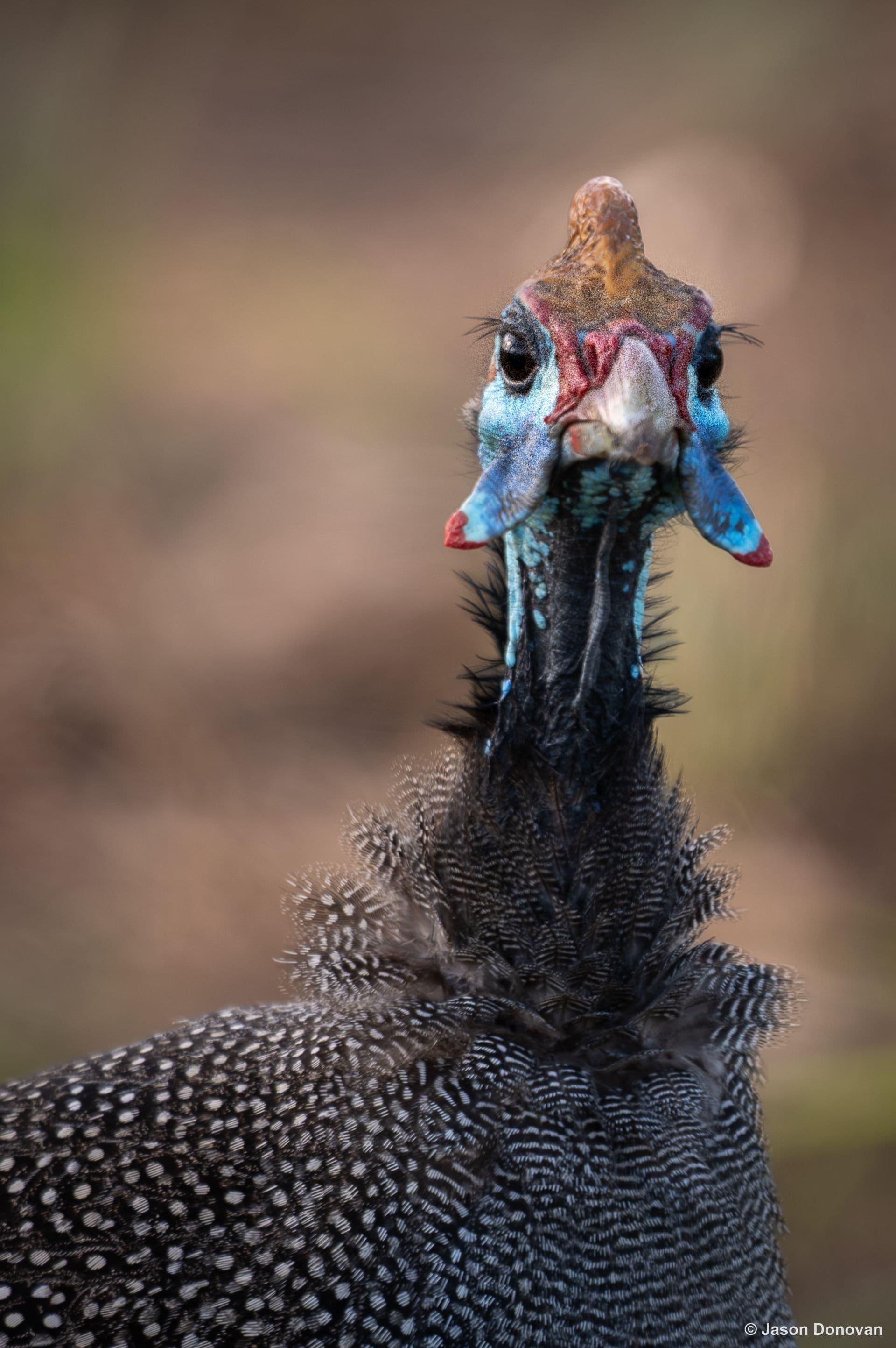 Helmeted Guineafowl close-up portrait showing colourful wattle Rwanda