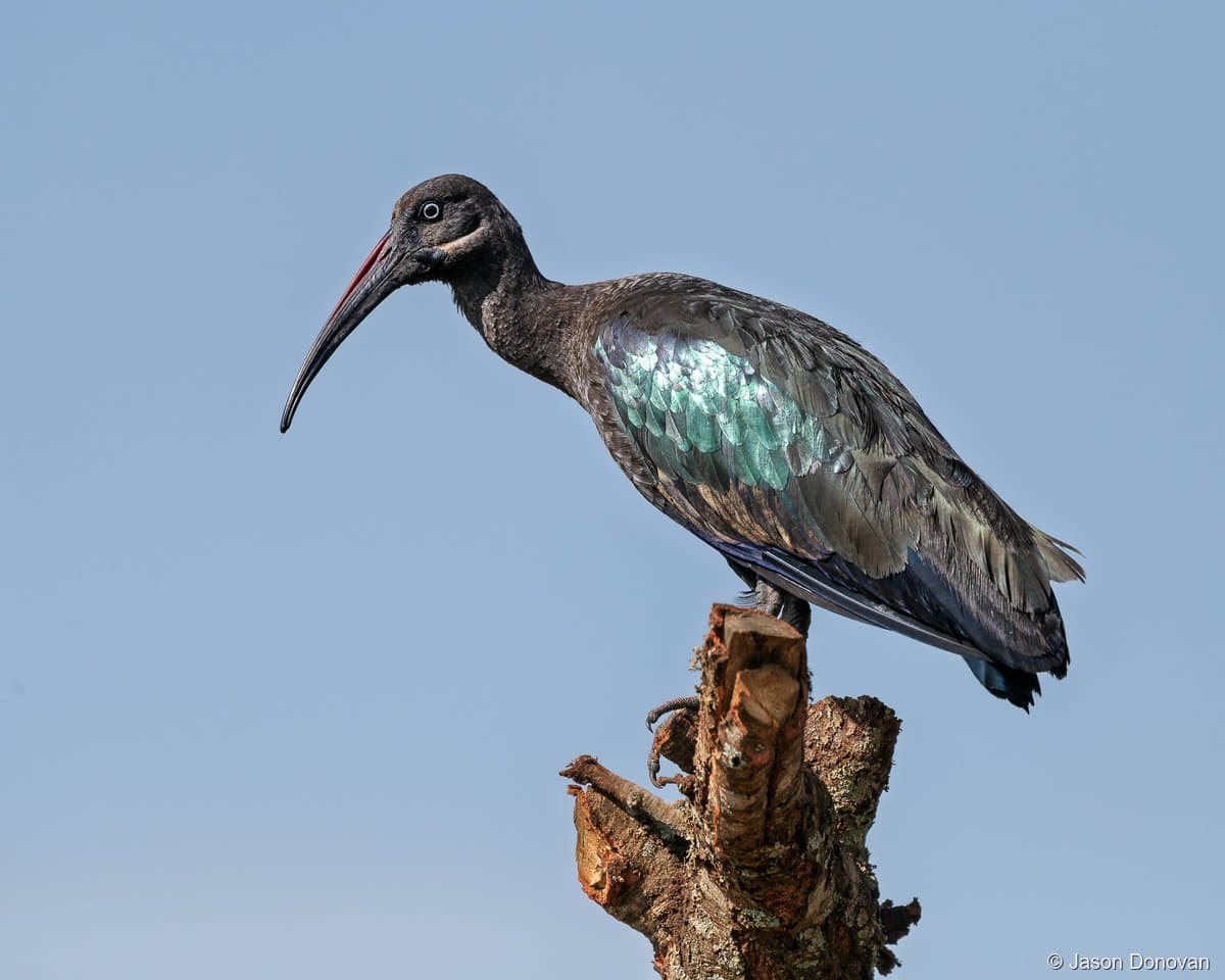 Hadada Ibis perched on tree stump against blue sky Rwanda
