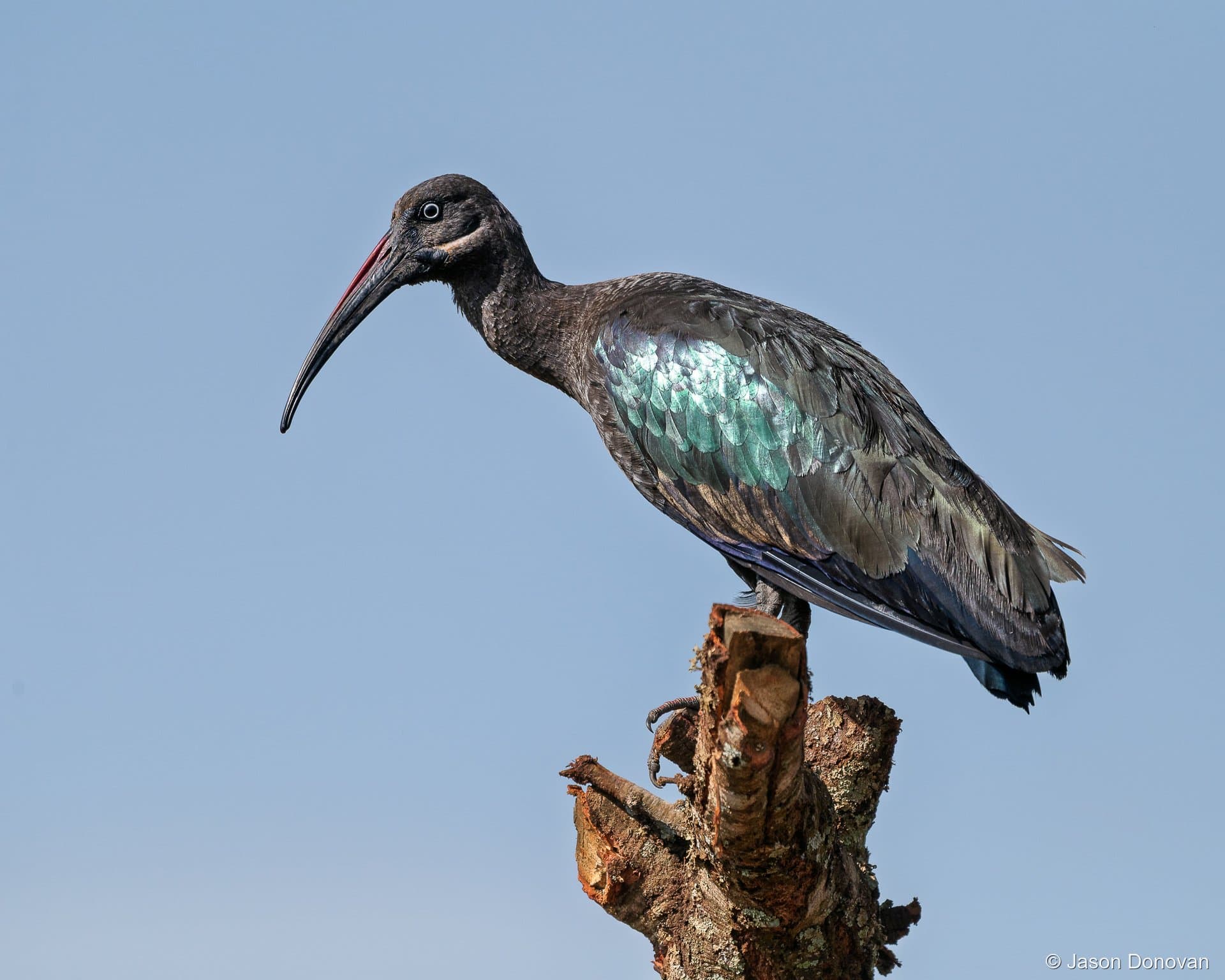 Hadada Ibis perched on tree stump against blue sky Rwanda