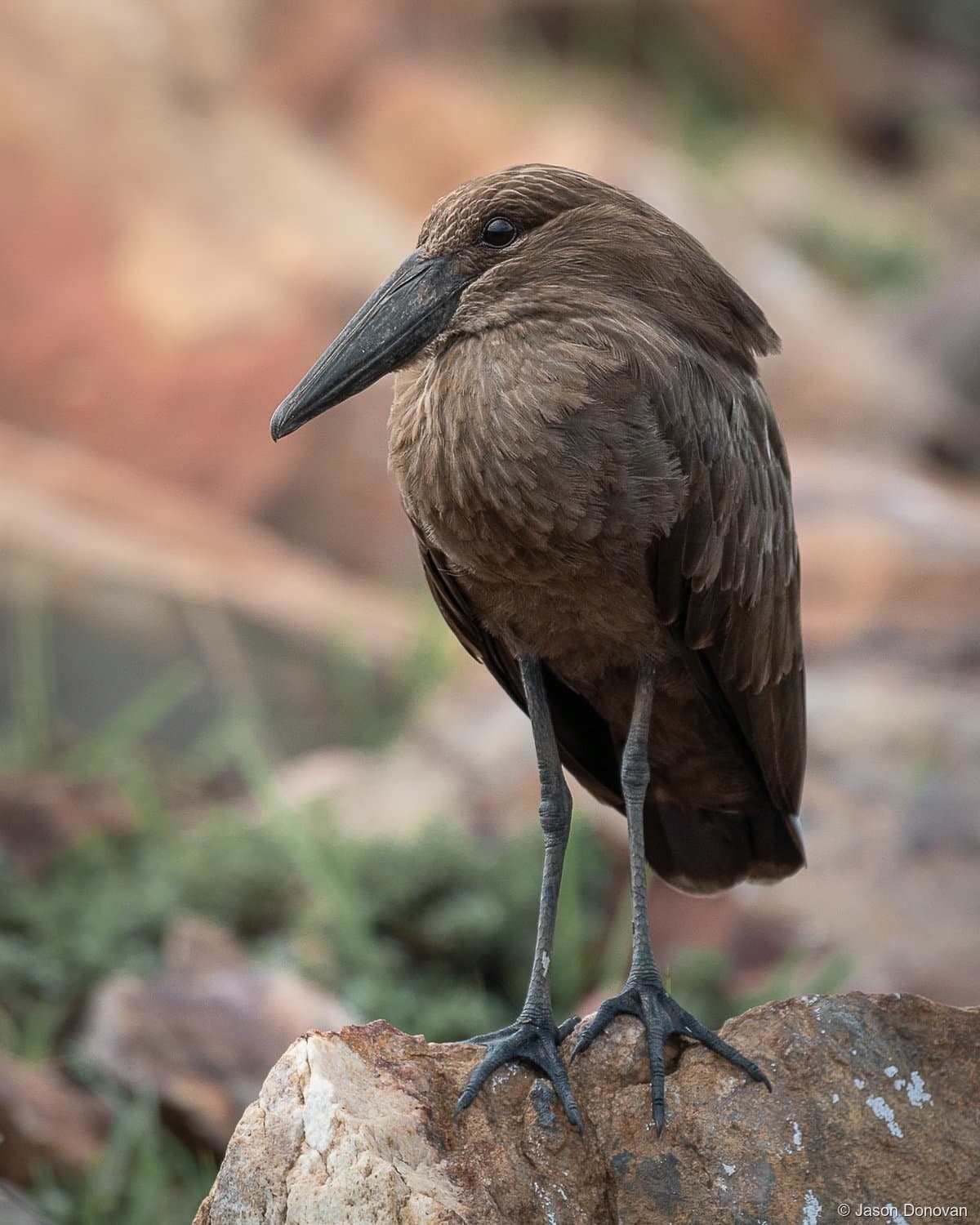 Hamerkop standing on rock Rwanda