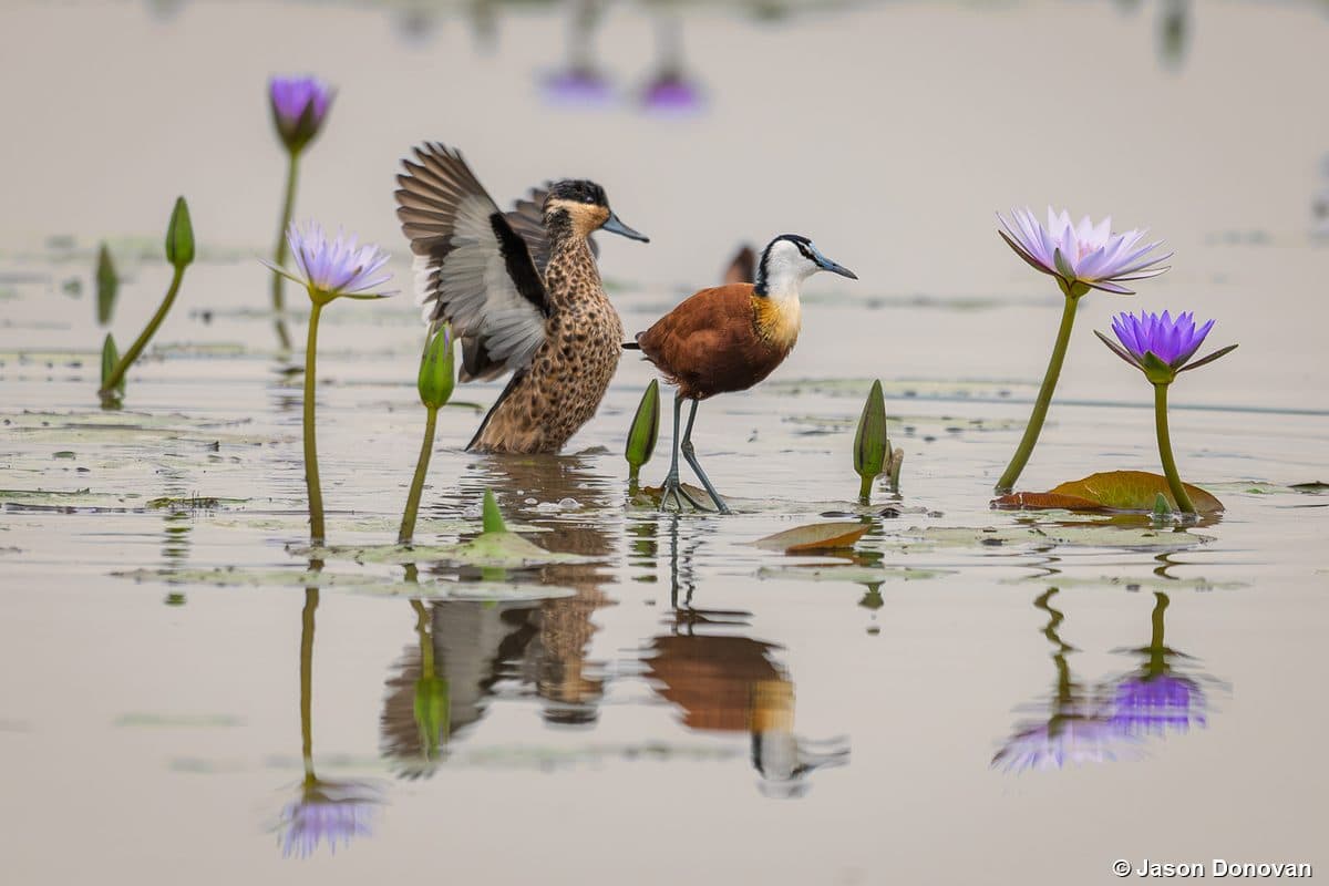 African Jacana pair among purple water lilies in Rwanda