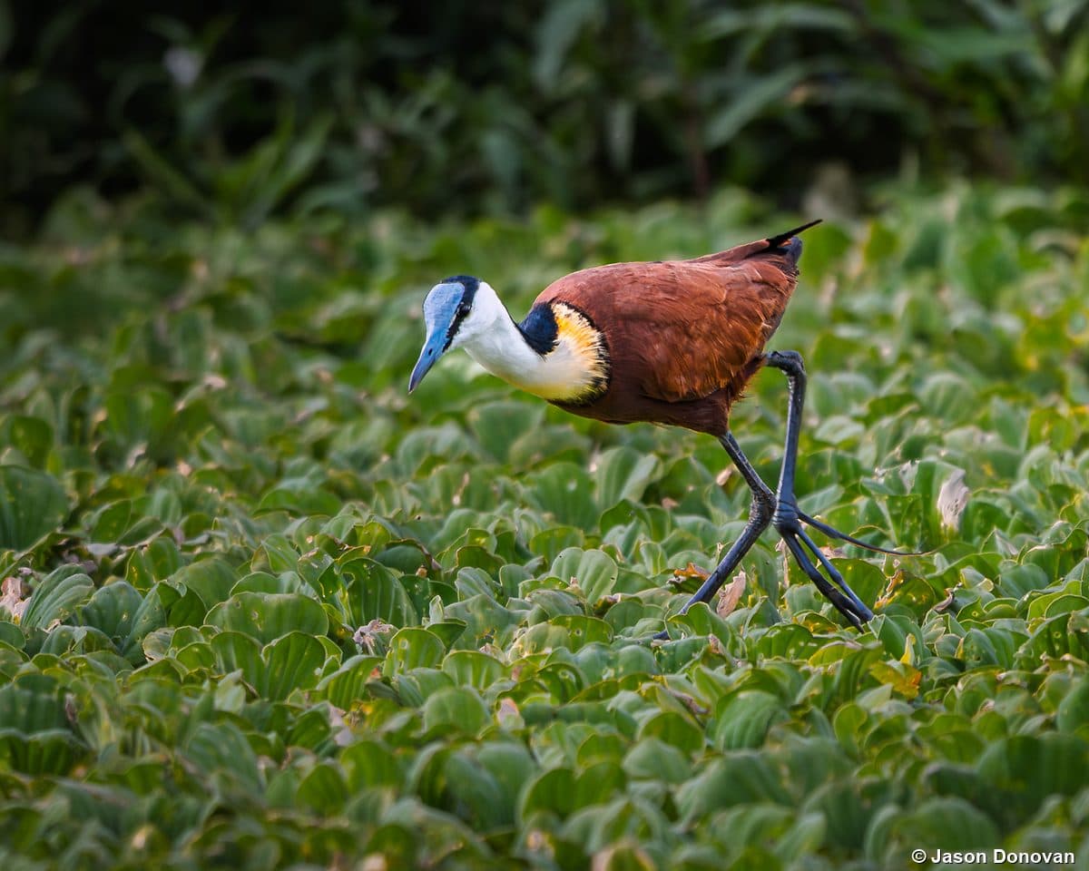 African Jacana walking on water lettuce Kigali Rwanda