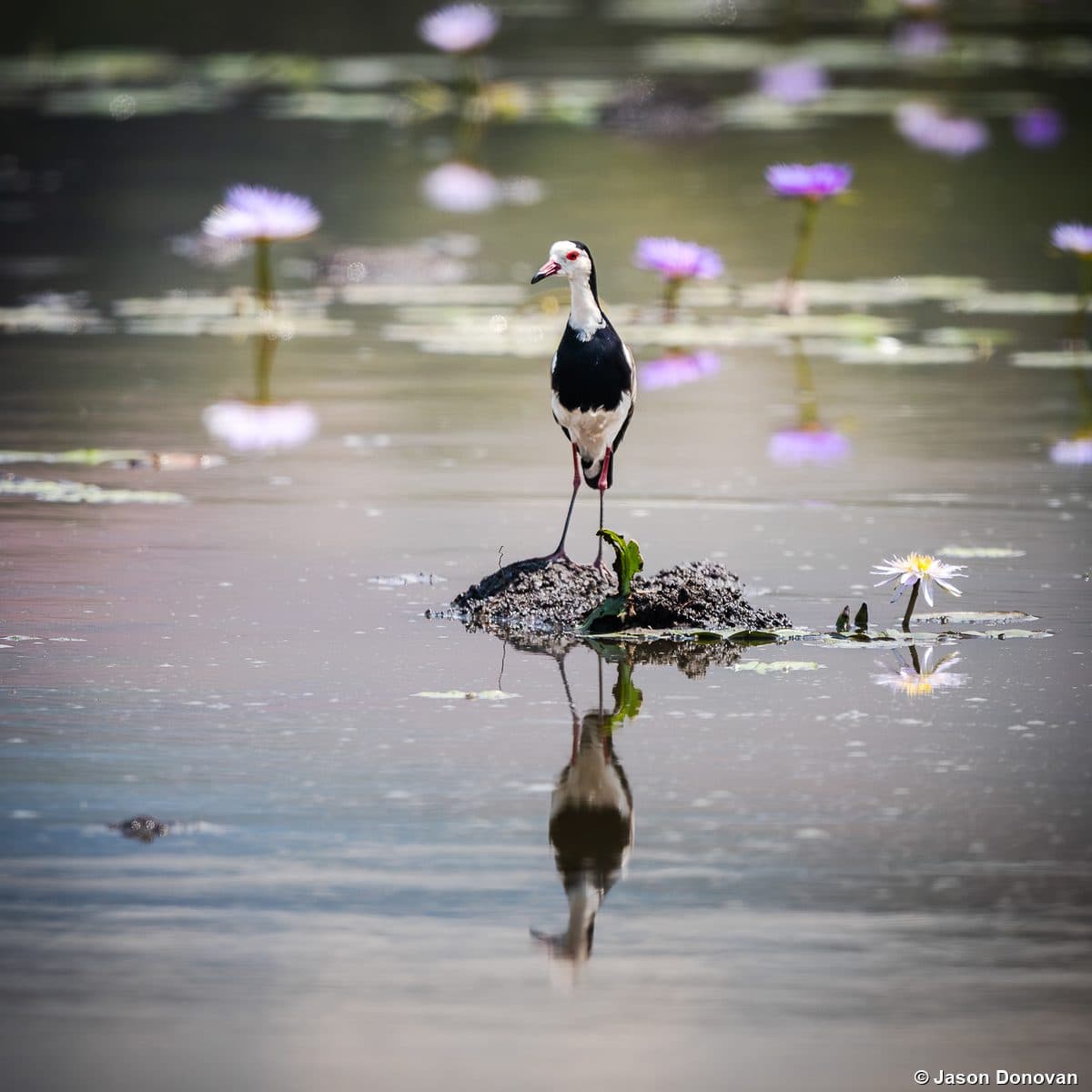 Long-toed Lapwing among water lilies Akagera National Park Rwanda