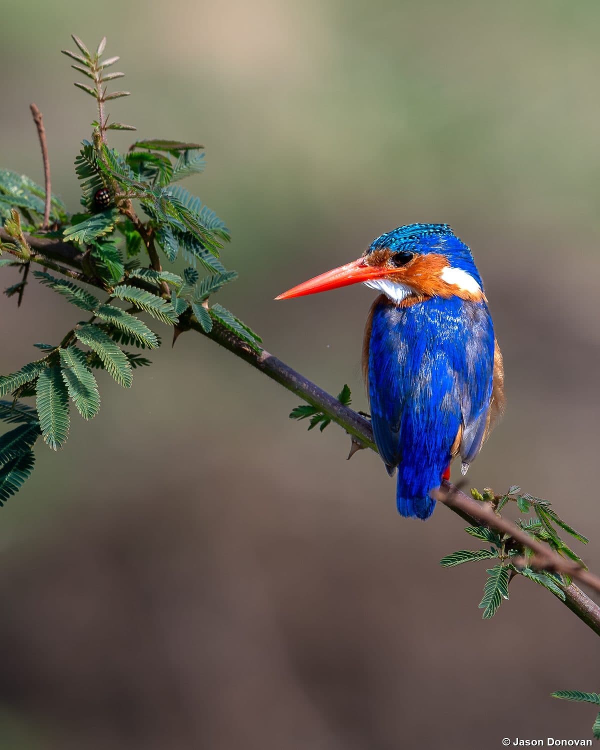 Malachite Kingfisher on acacia branch Akagera National Park Rwanda