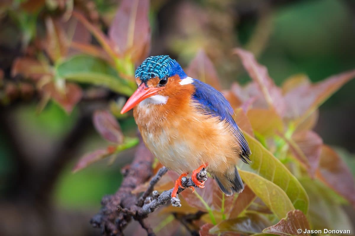 Malachite Kingfisher on leafy branch in Rwanda