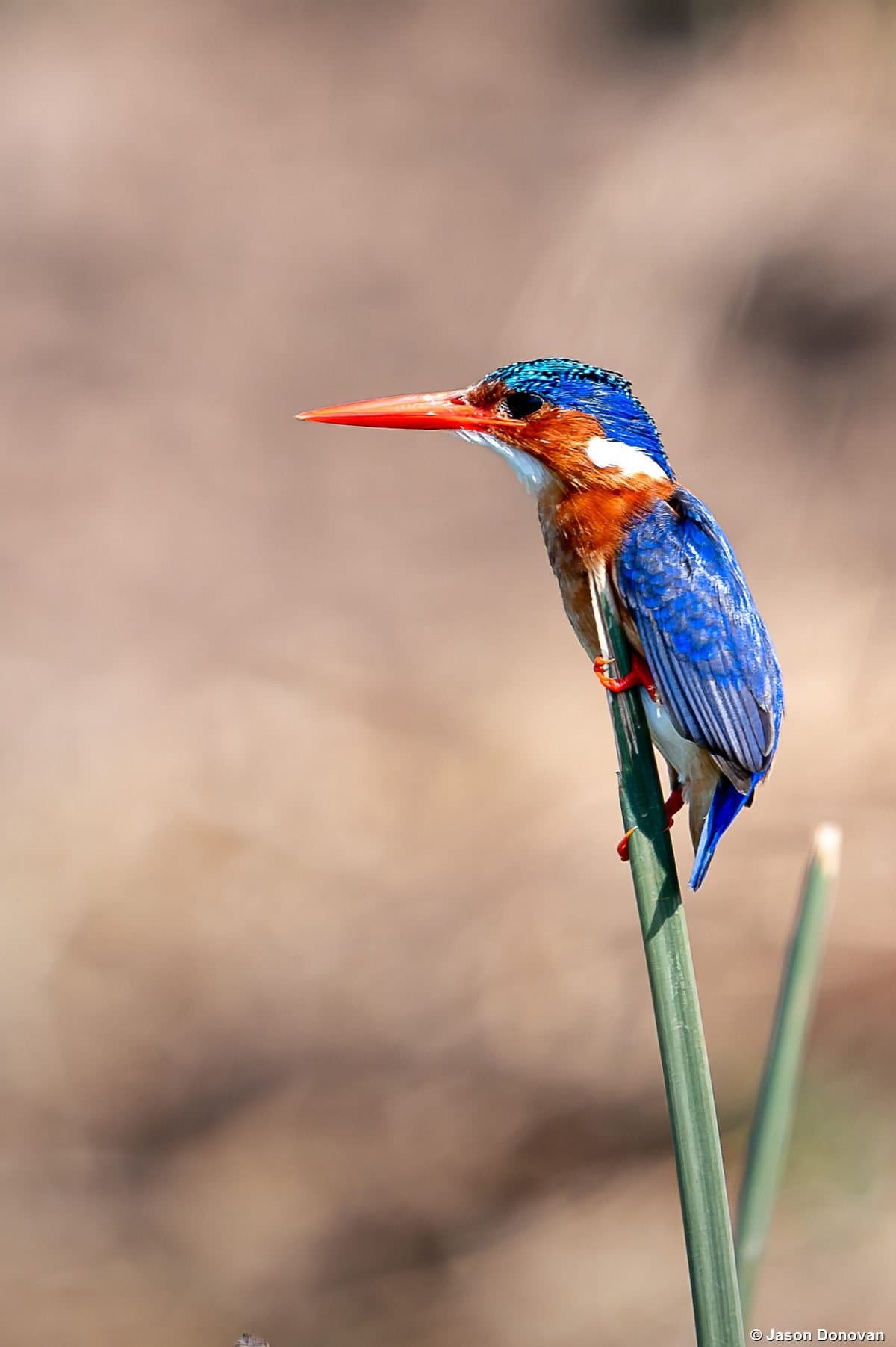 Malachite Kingfisher on reed blue and orange Rwanda
