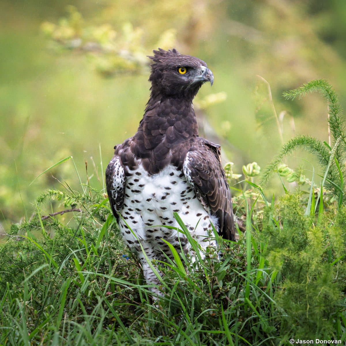 Martial Eagle standing in grass with spotted chest Akagera Rwanda