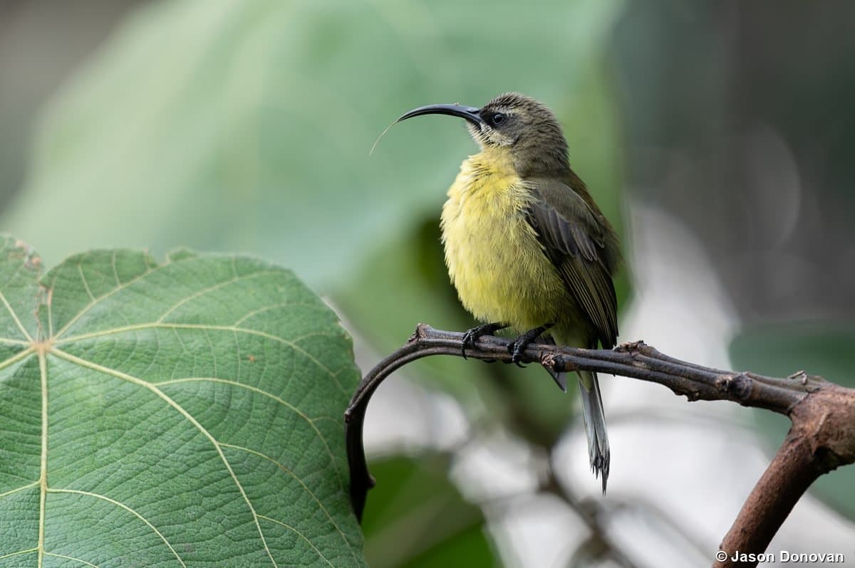 Olive Sunbird with curved bill perched on branch Rwanda