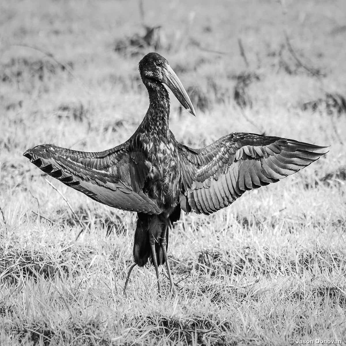 African Openbill Stork with wings spread Akagera National Park Rwanda