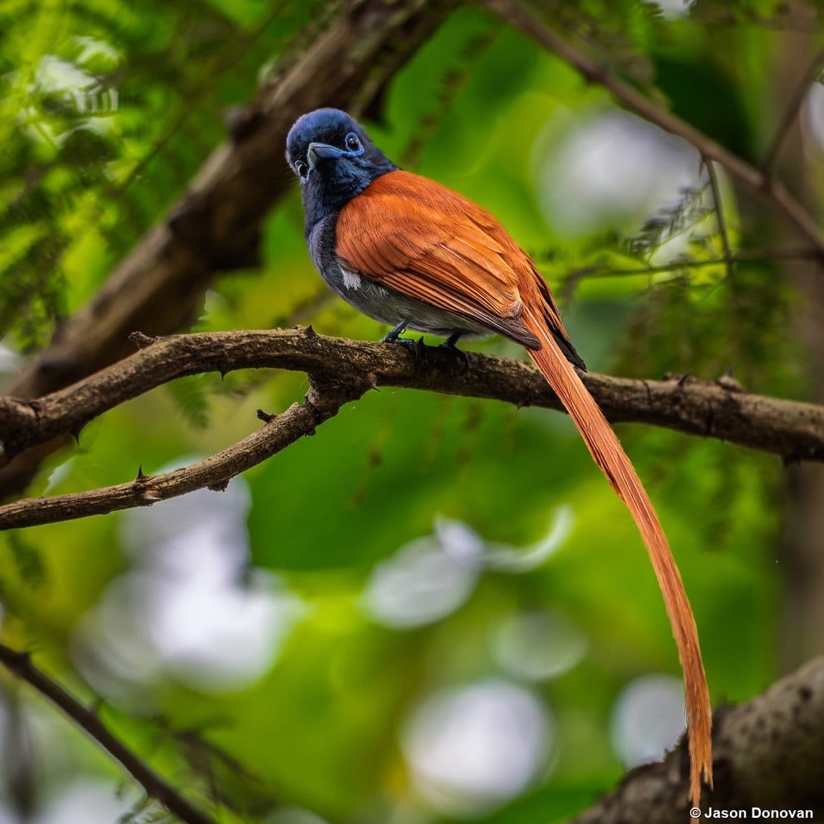 African Paradise Flycatcher with long rufous tail Nyungwe Forest Rwanda