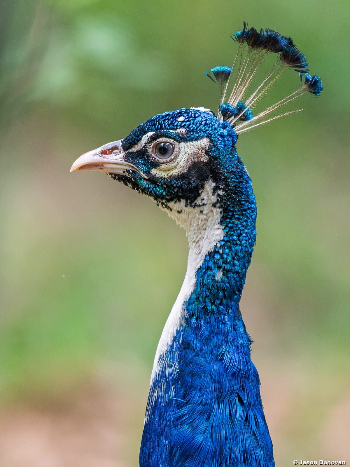 Indian Peacock portrait Akagera National Park Rwanda