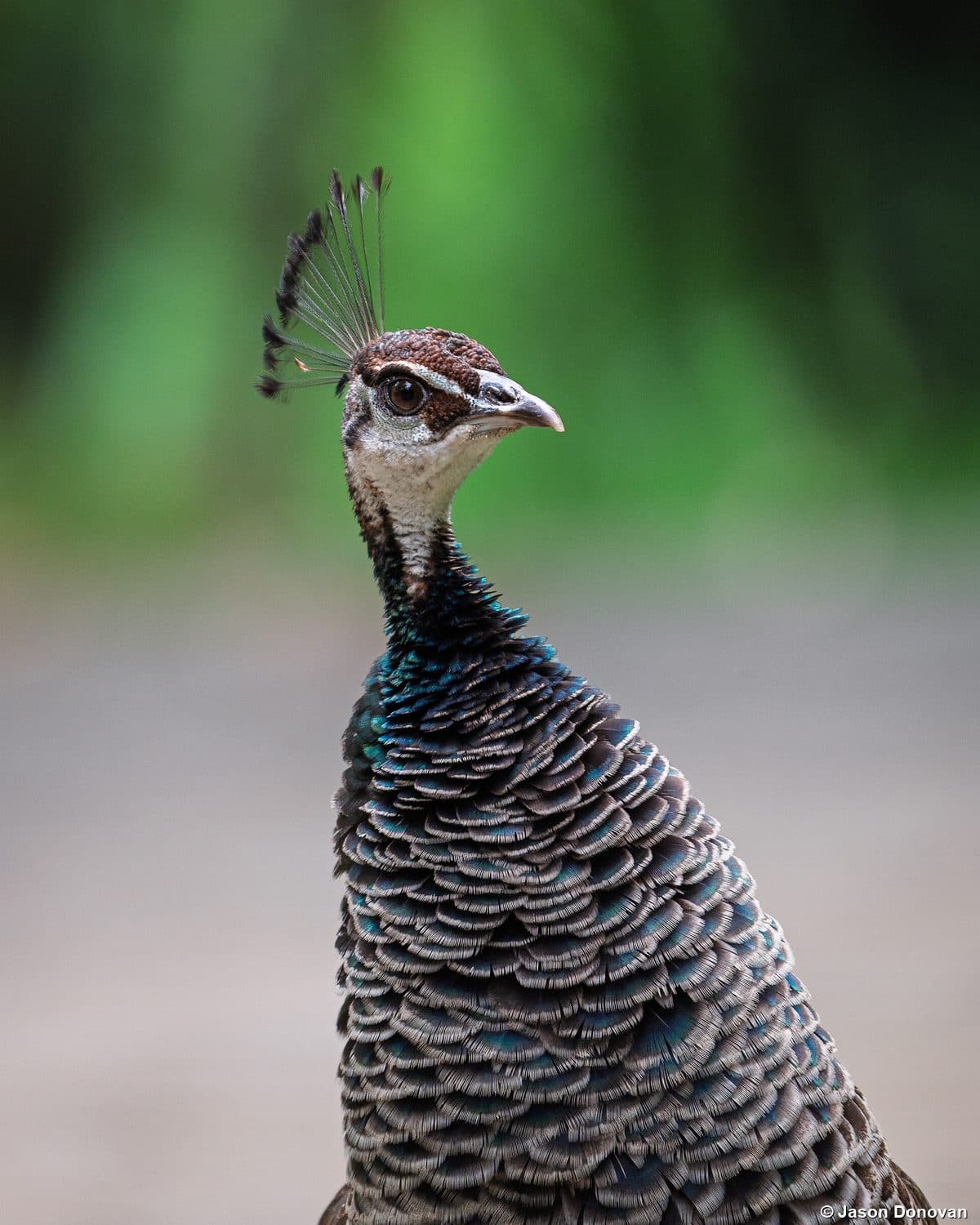 Indian Peahen portrait Akagera National Park Rwanda