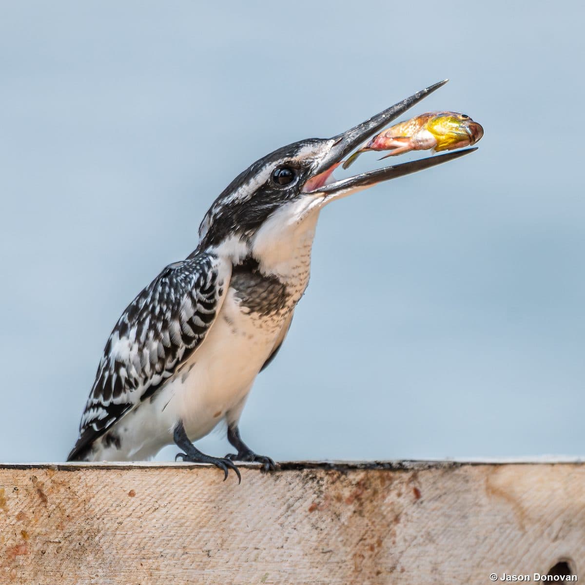 Pied Kingfisher close-up with fish catch Rwanda birding