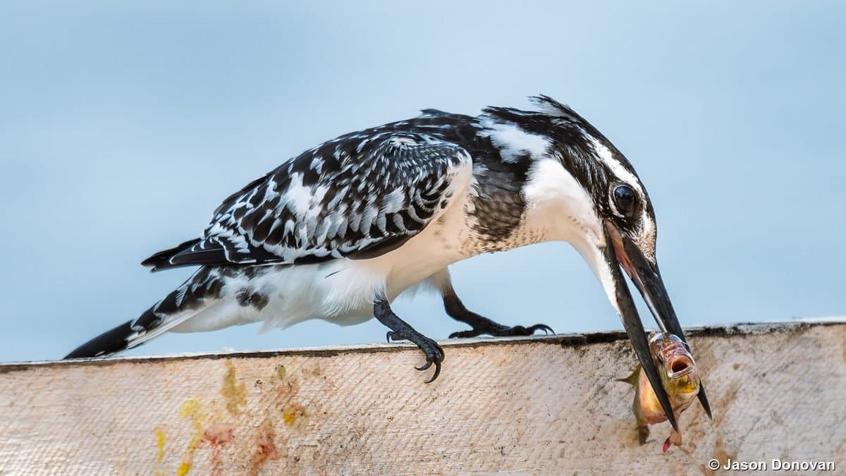 Pied Kingfisher eating fish on boat rail Rwanda