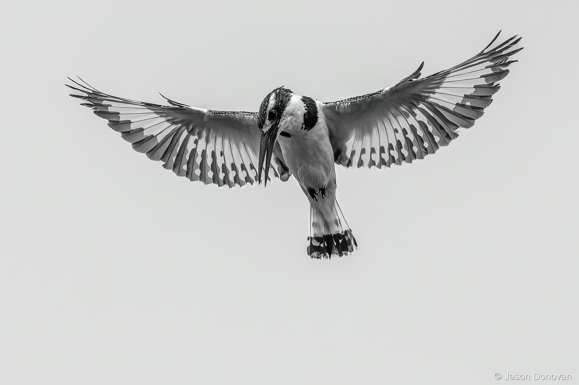 Pied Kingfisher hovering in flight over Akagera Rwanda