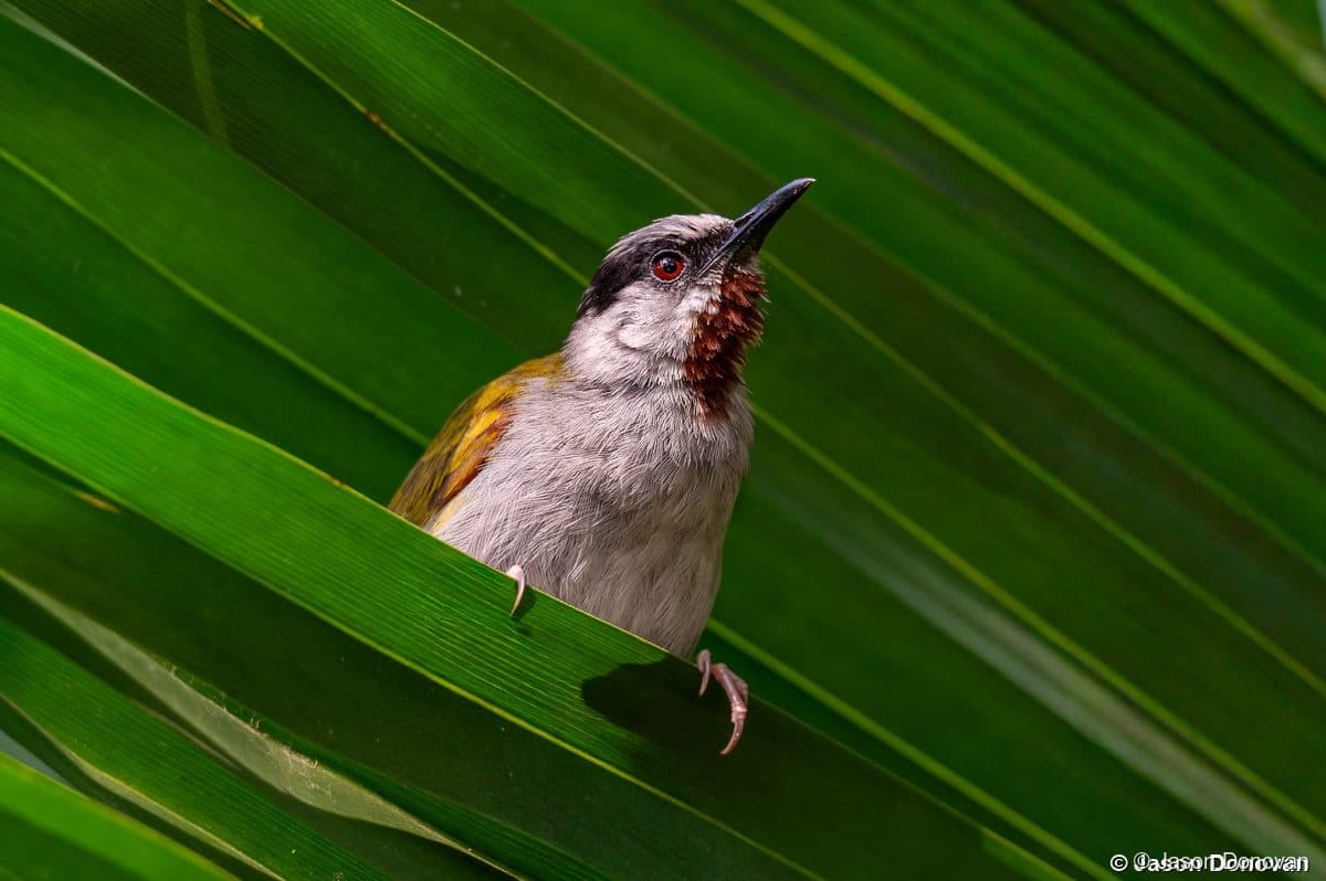 Striped Prinia peeking through palm fronds Rwanda