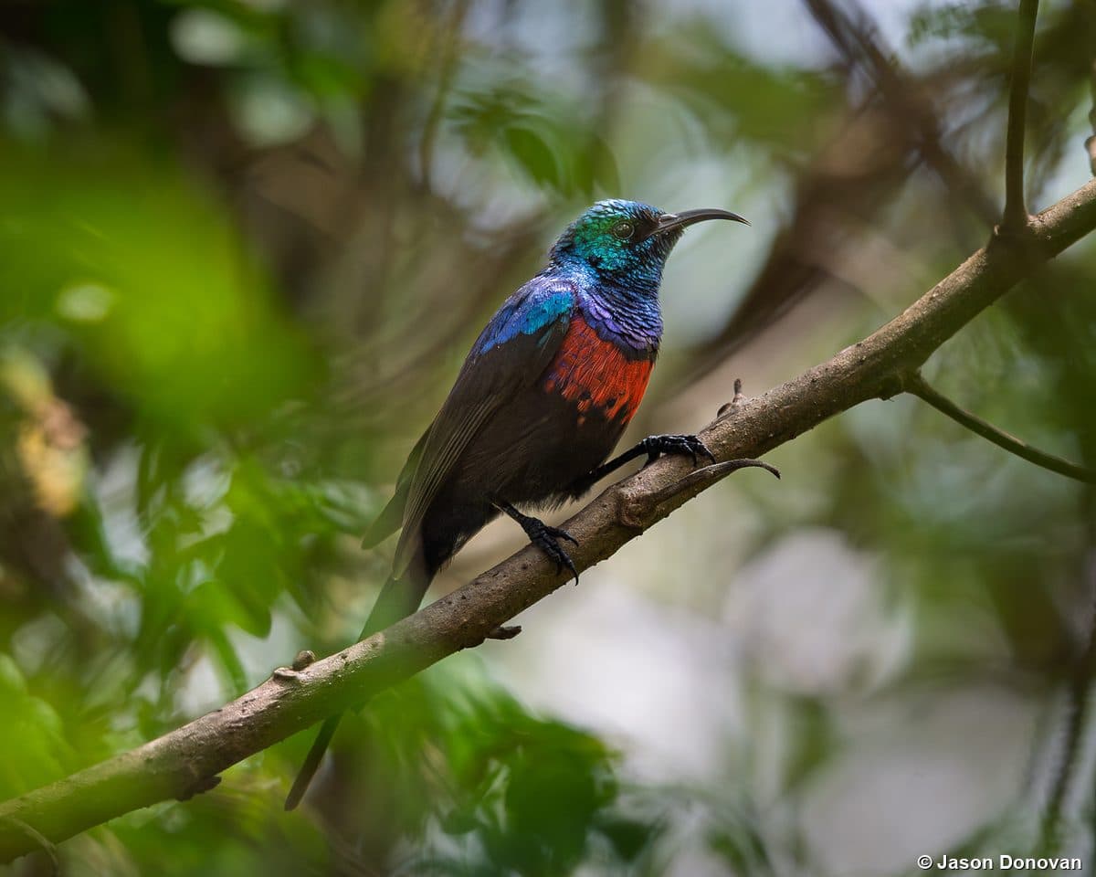Regal Sunbird with iridescent plumage Rwanda birding