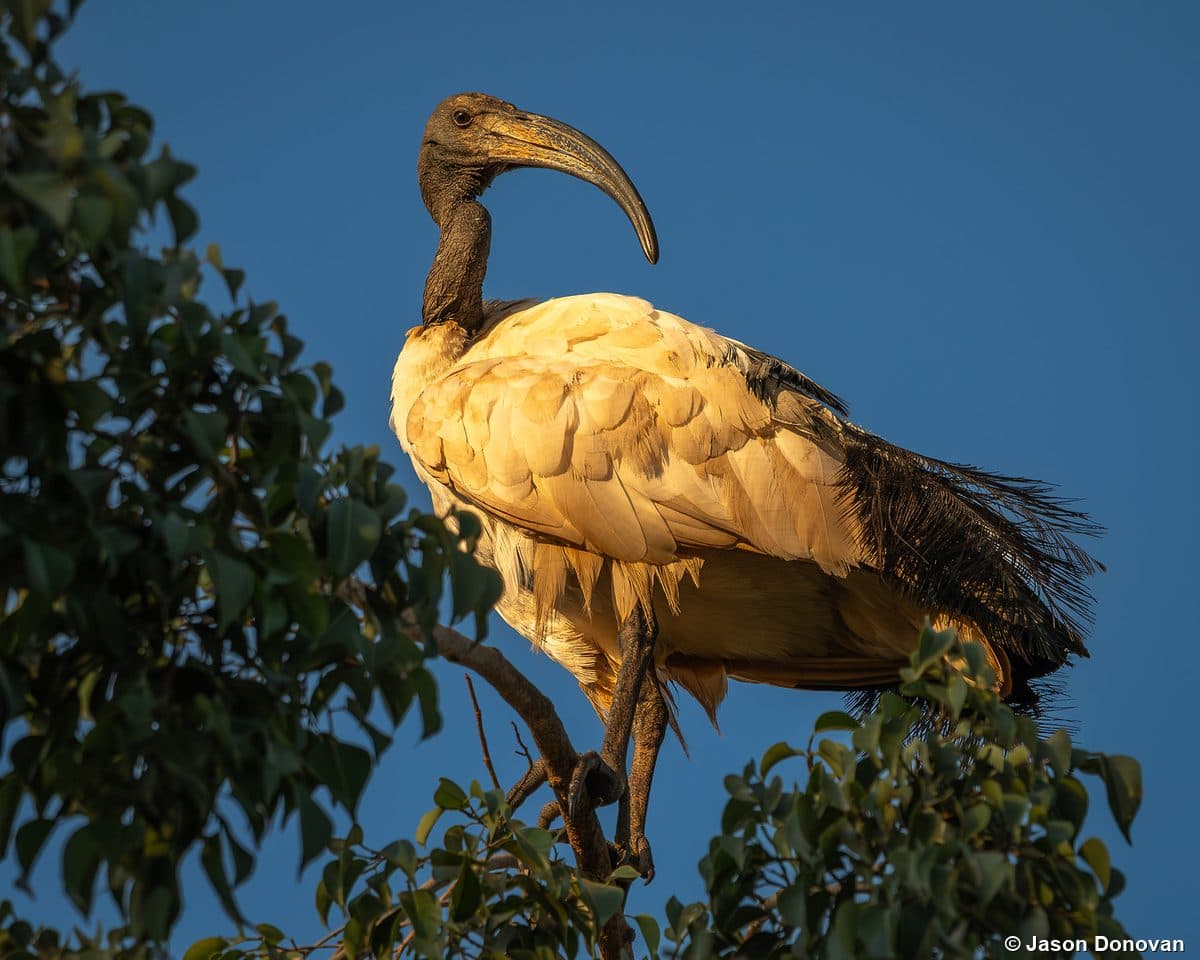 Sacred Ibis perched in tree at golden hour sunset Rwanda