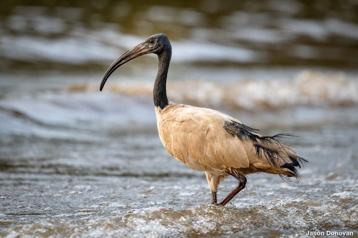 Crowned Crane in Rwanda — Rwanda birding tours