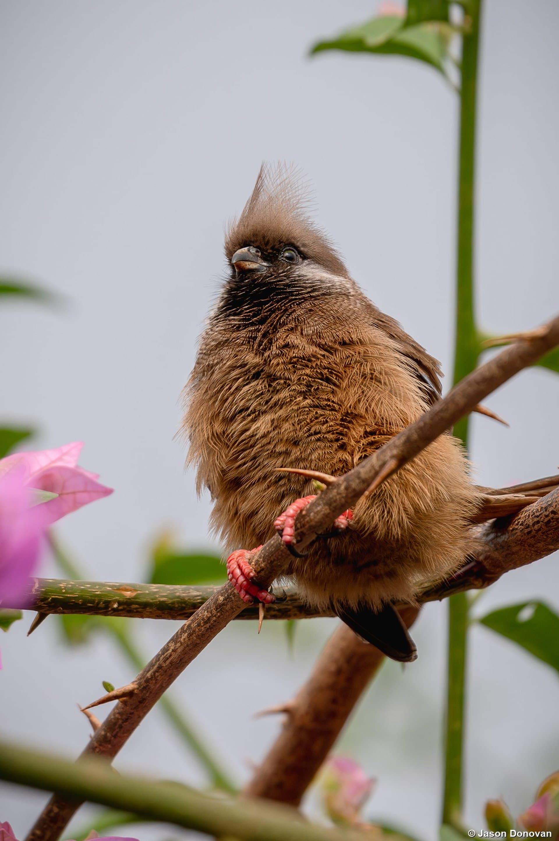 Speckled Mousebird on bougainvillea in Kigali Rwanda