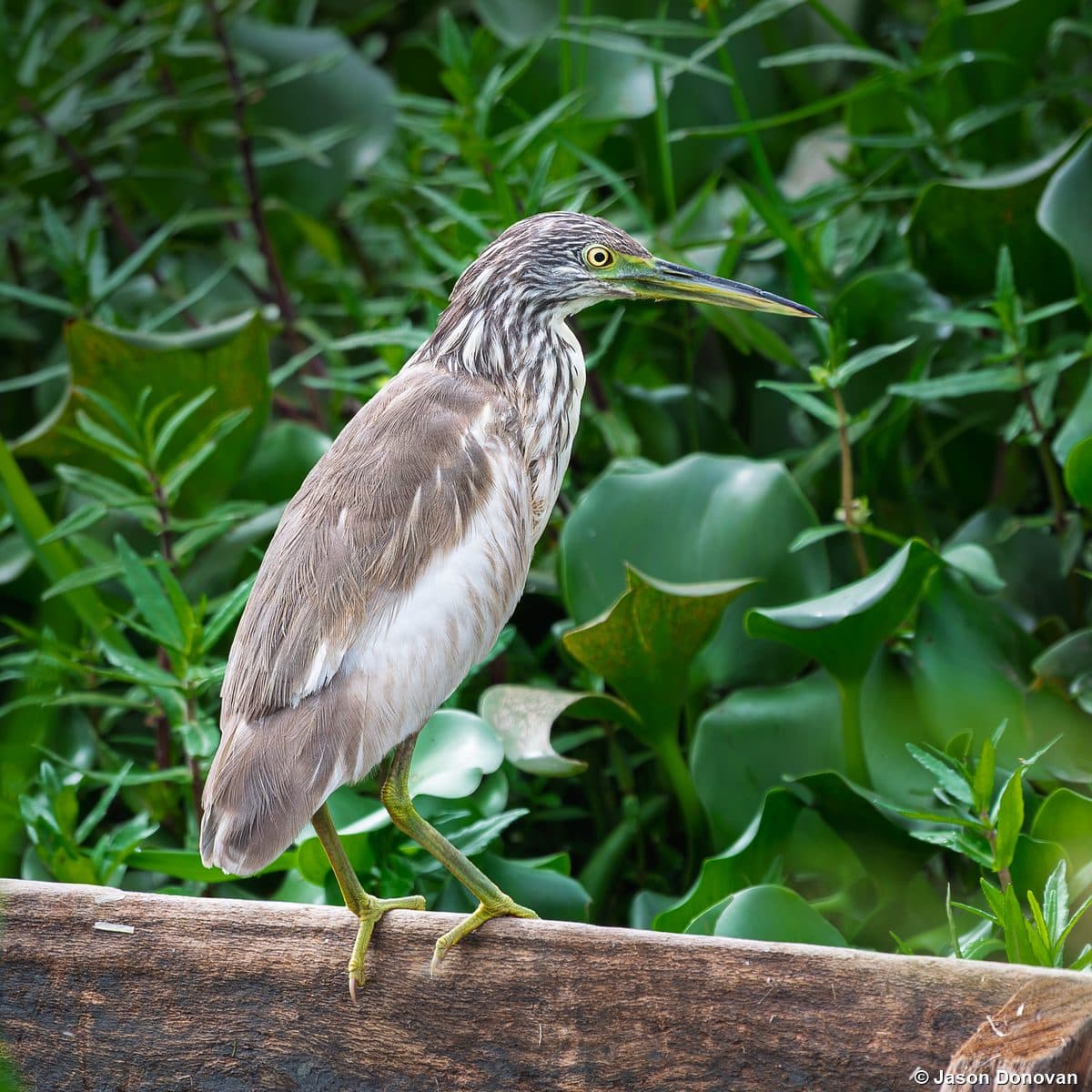 Squacco Heron on a wooden beam in Rwanda