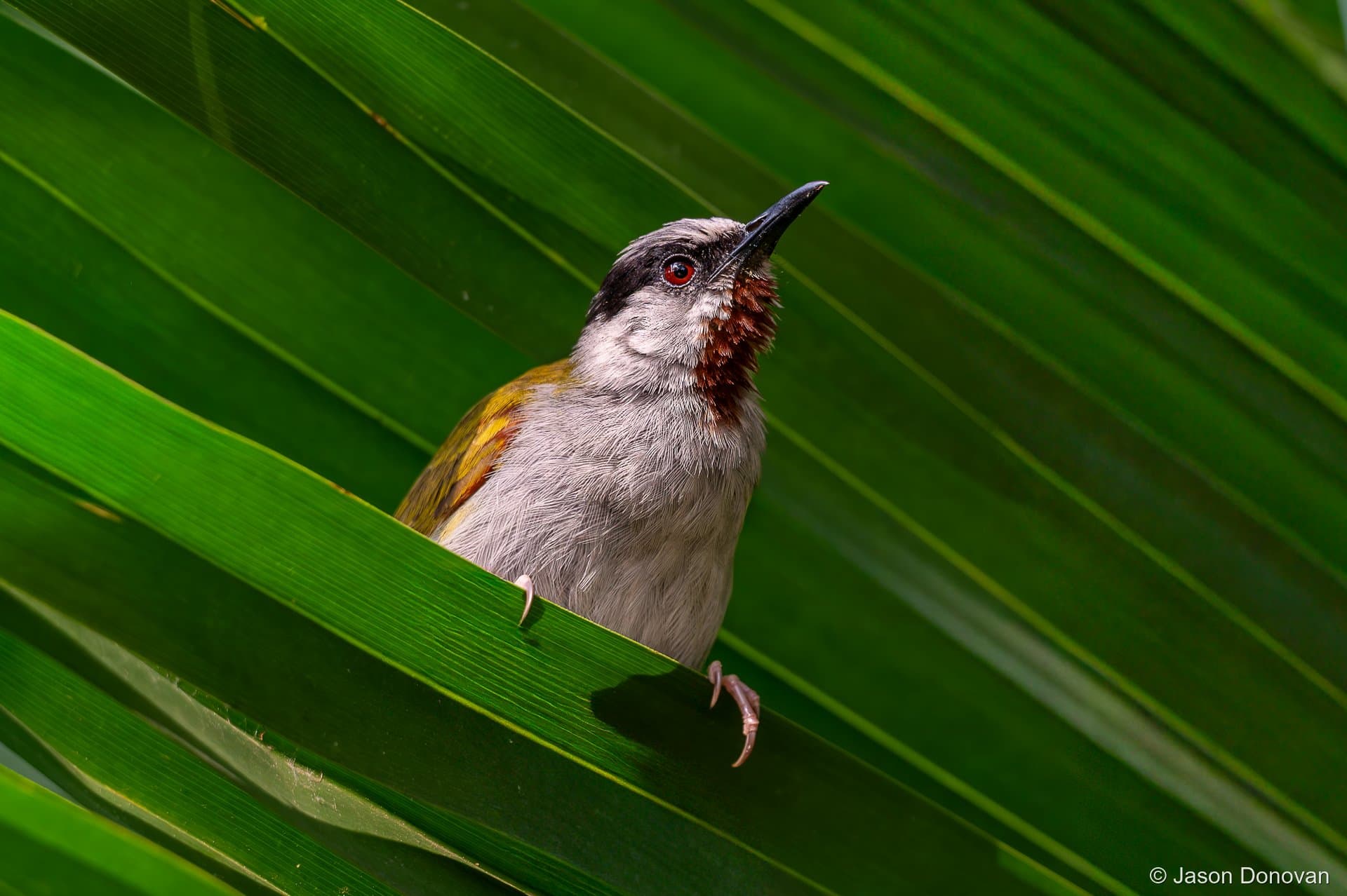 Striped bird peeking through palm fronds in Rwanda