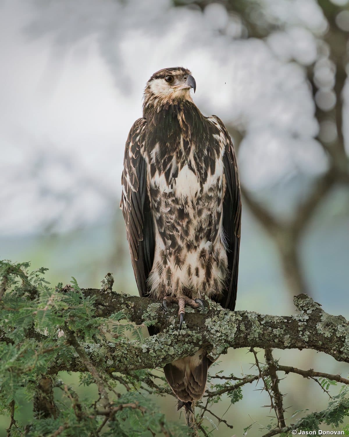Tawny Eagle perched in acacia tree Akagera National Park Rwanda