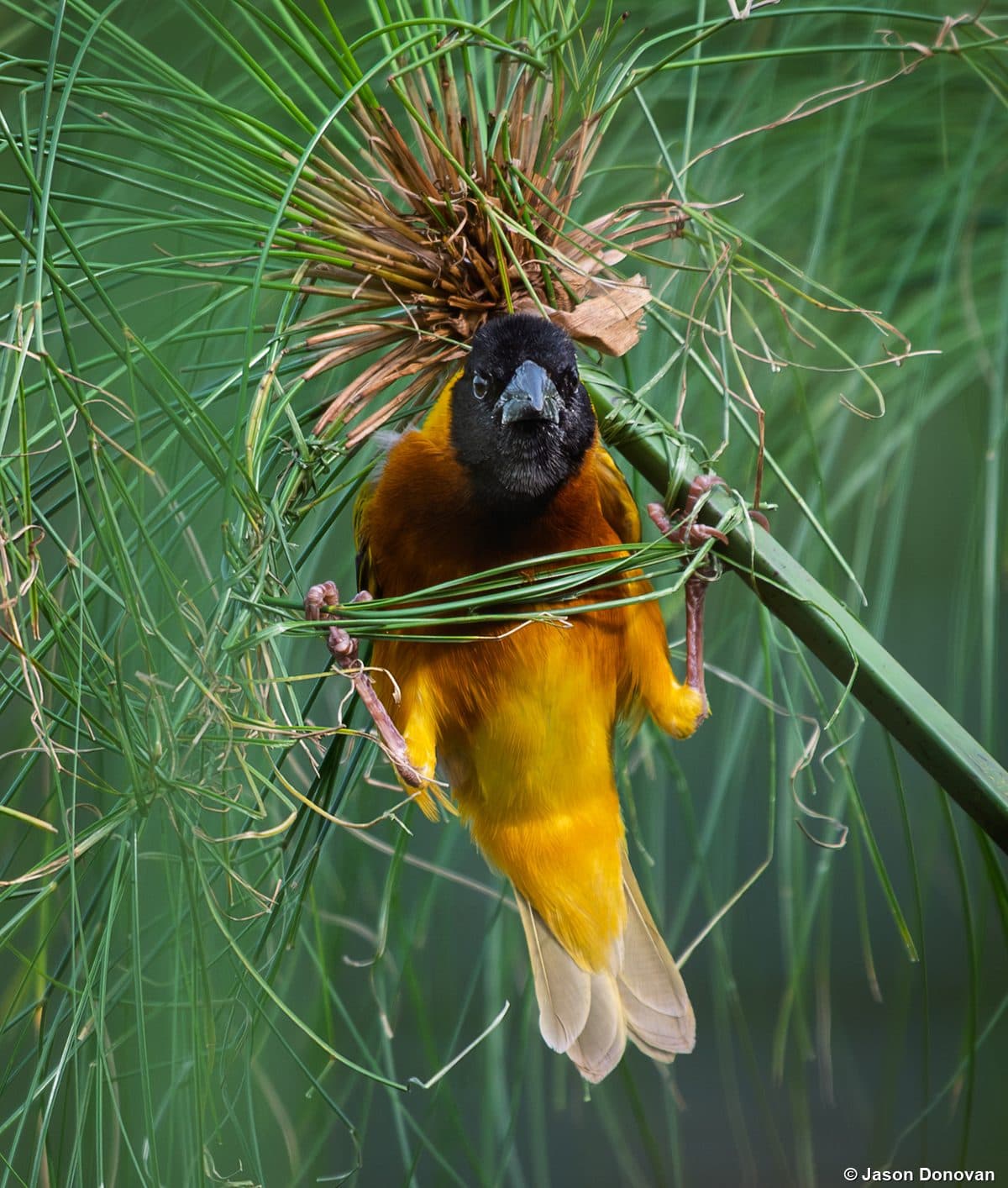 Weaver Bird building nest on papyrus in Rwanda